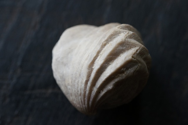 Burmirhynchia Decorata　化石 ⑧