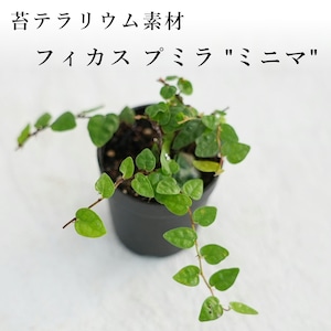 フィカス プミラ”ミニマ”　苔テラリウム作製用素材◆壁面や着生に