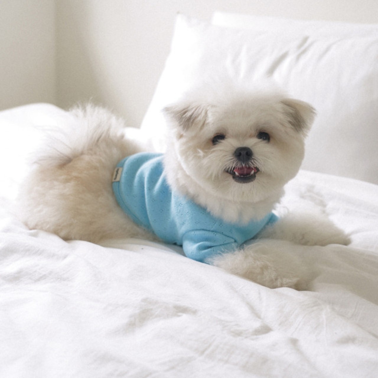 【予約】[ togethering ] Eyelet Crop T-Shirt｜Sky Blue - 10
