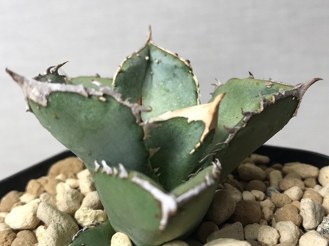 アガベ チタノタ ’鰐亀’（ワニガメ）