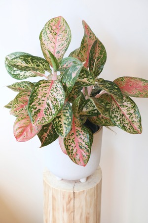 アグラオネマ ピンクモザイク/Aglaonema Pink Mosaic ※陶器鉢付き