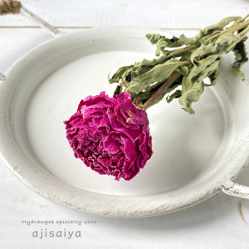 シャクヤク ラズベリーピンク 1本 ドライフラワー 数量限定 自然素材こわけ専門店 あじさいや シャクヤク ラズベリーピンク 1本 ドライフラワー 数量限定 自然素材こわけ専門店 あじさいや