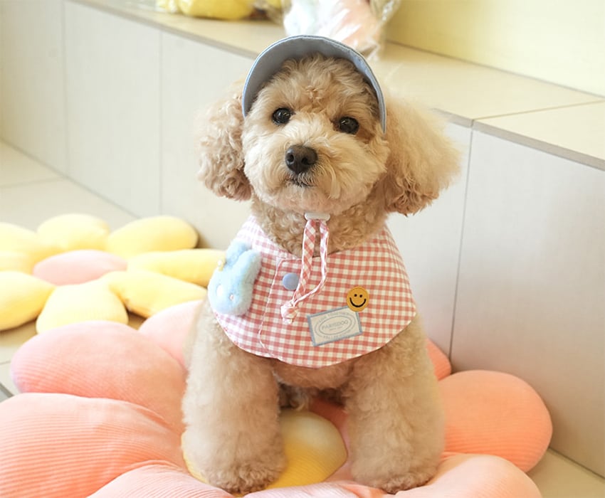 buddy cape cap set 2color / 犬用 帽子 ケープ バンダナ スカーフ アクセサリー ドッグウェア ペット用 cap 被り物 お揃い お出かけ お揃い 撮影会