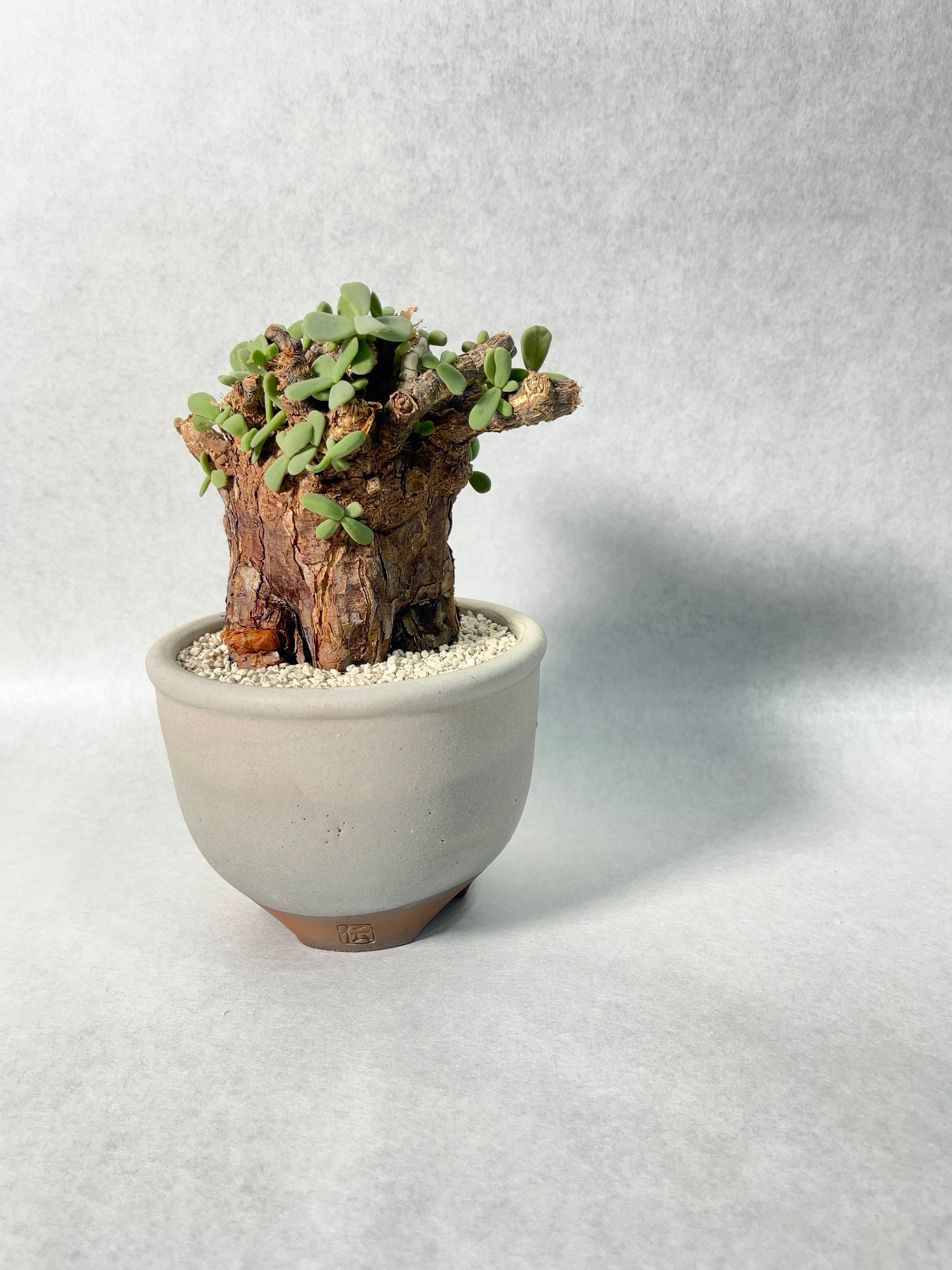 Ramat Planter #49 × ケラリア ピグマエア