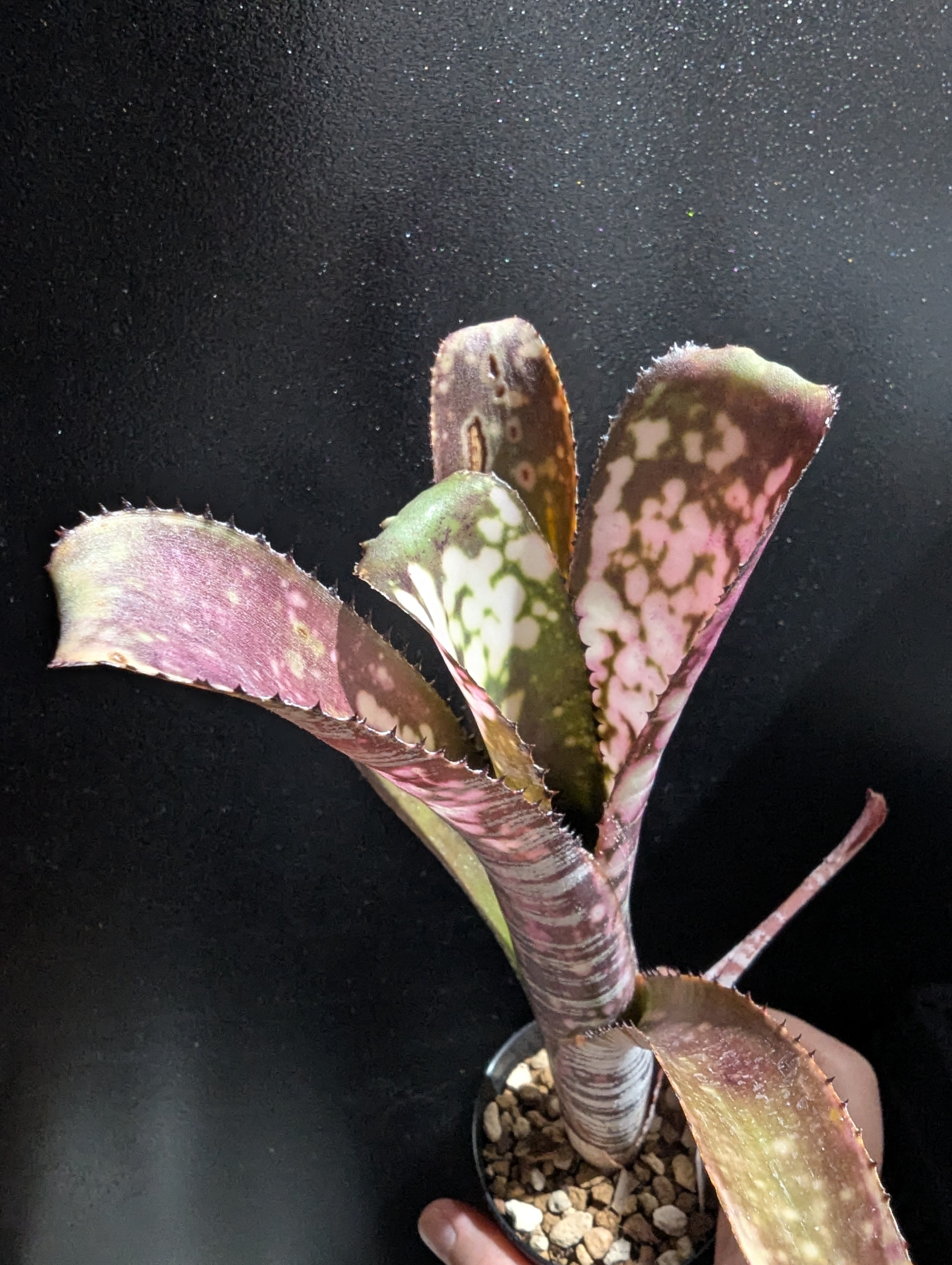 Billbergia 'Virginia' | desukedo