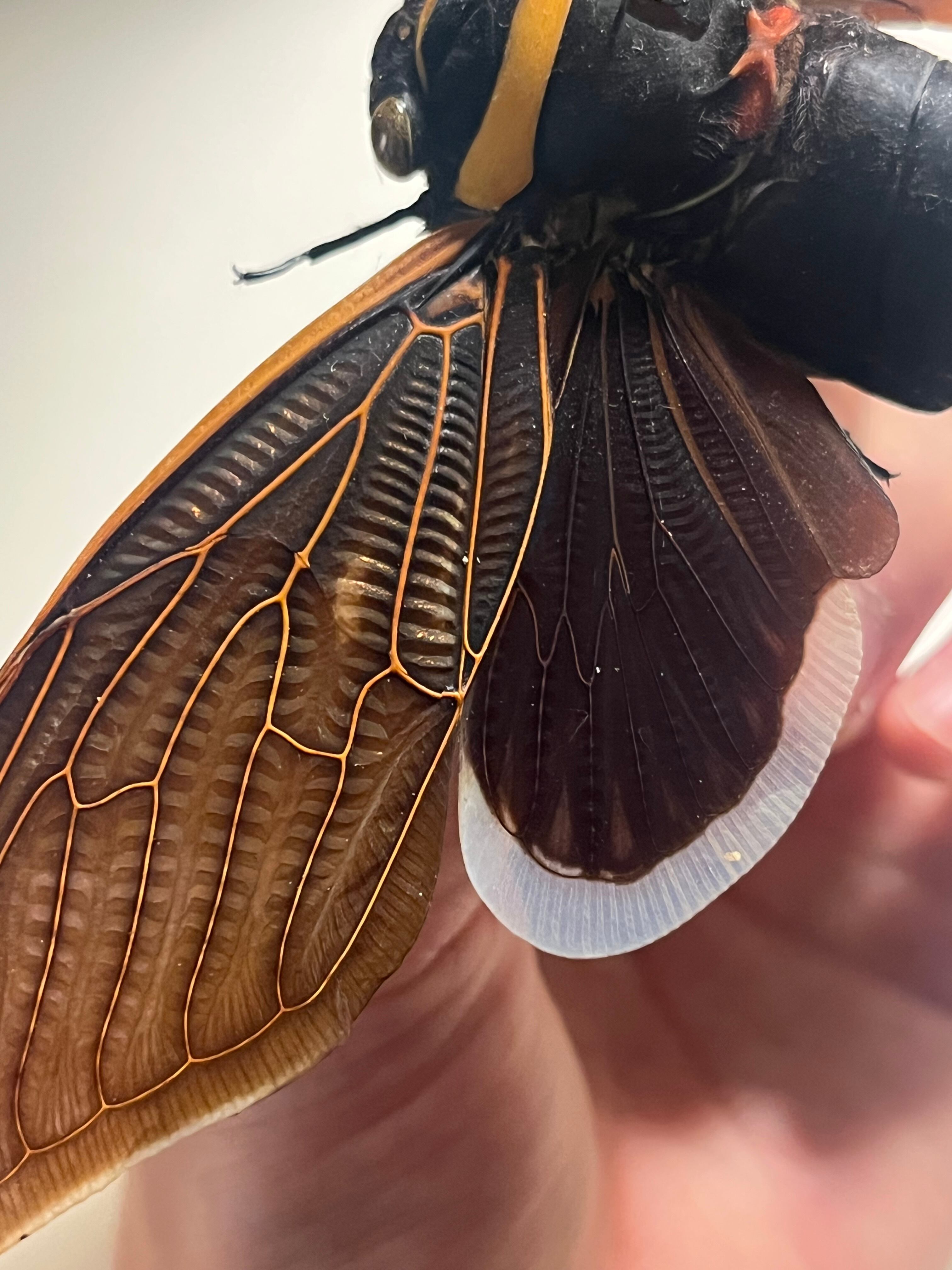 蜻蛉最大種】Palpares sp.アミメカゲロウウスバカゲロウトンボゼミセミ