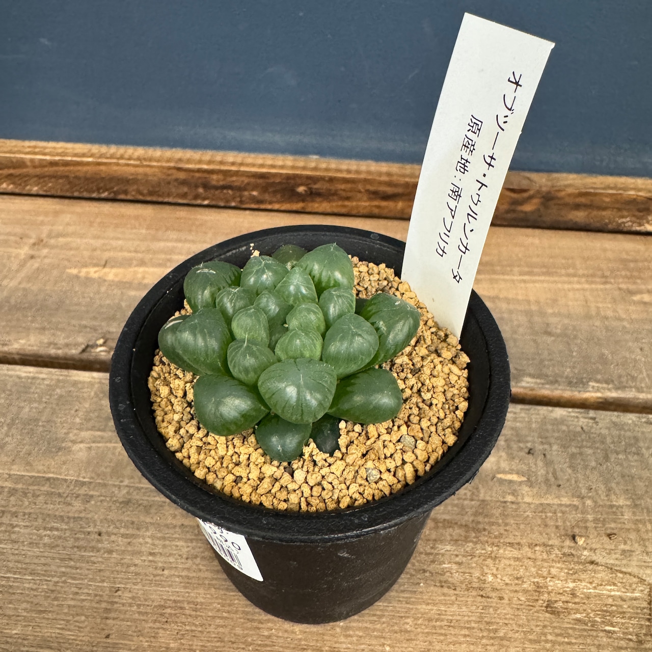 ハオルチア オブツーサ トゥルンカータ【754】