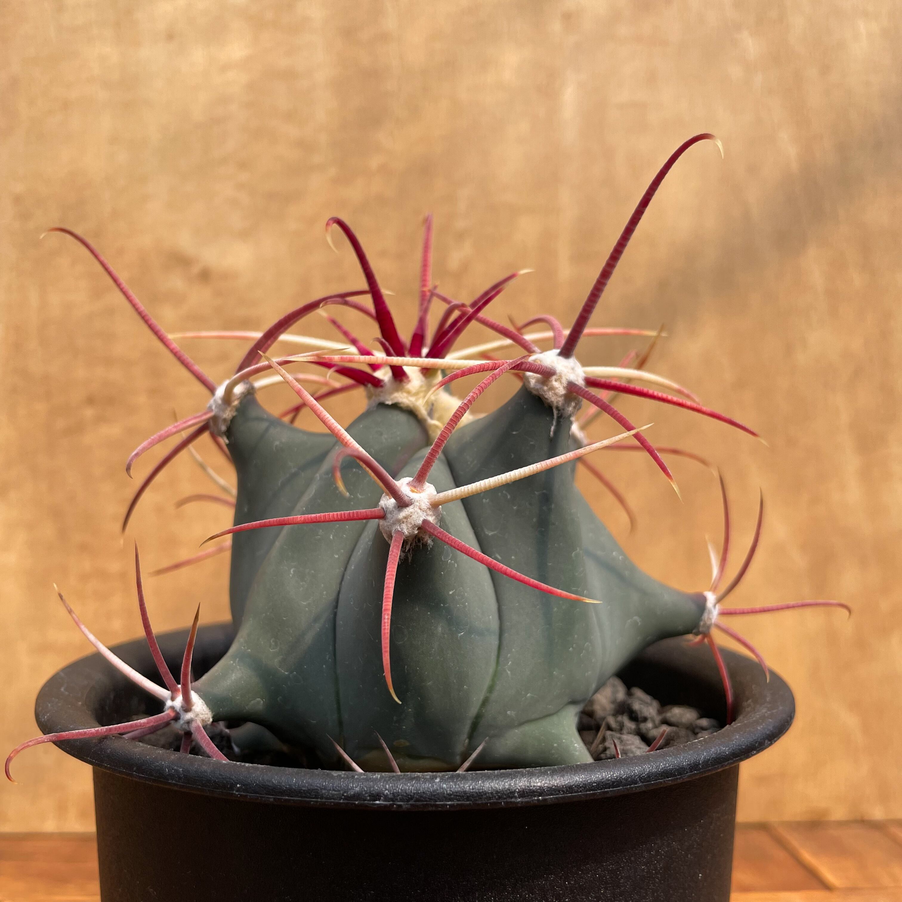超特大引き取り限定　サボテン フェロカクタス　江守玉　高さ約78cm Ferocactus emoryi【フェロカクタス・江守・実生】 | RIMO'S GREEN