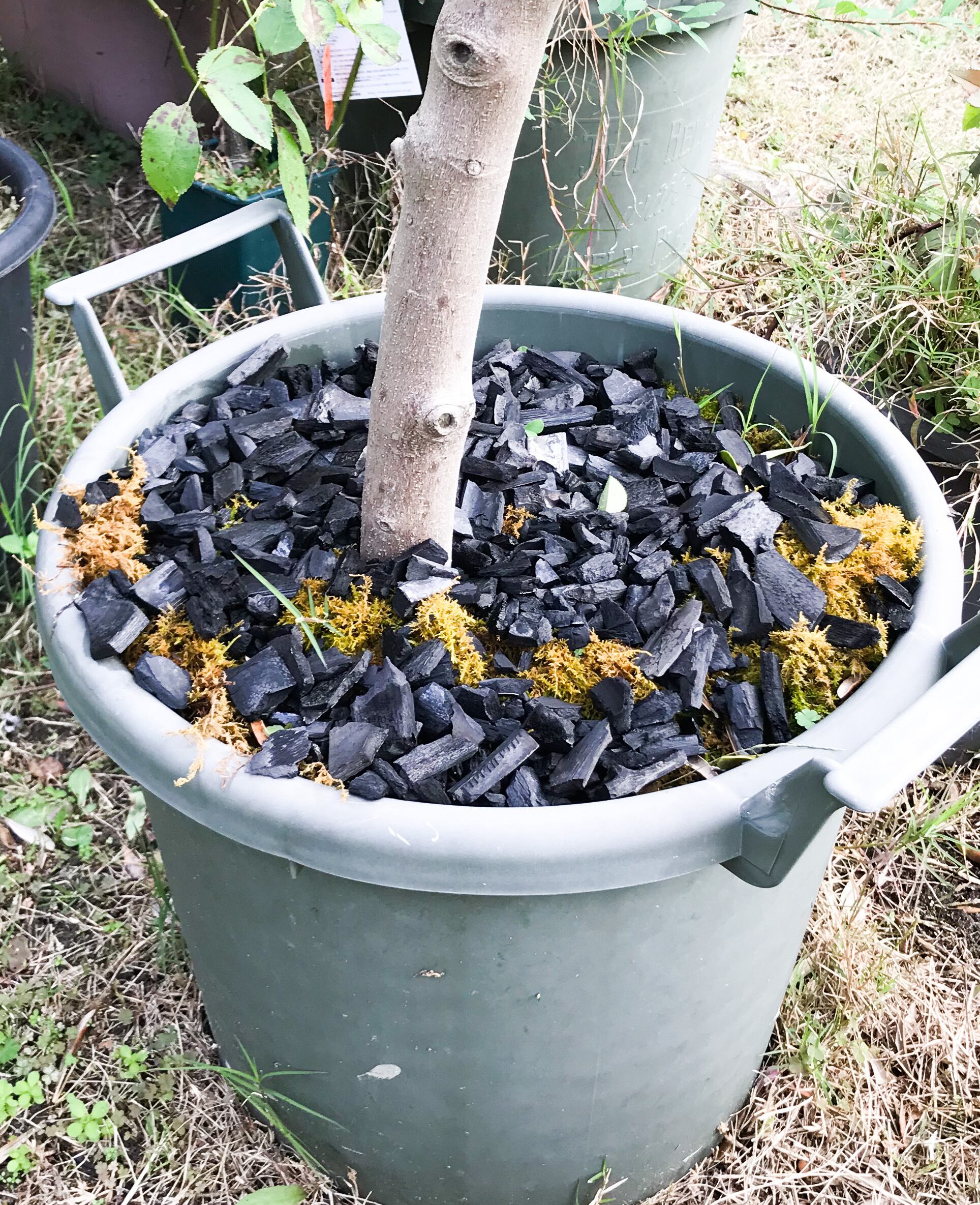 迦具夜（かぐや）の竹炭 園芸用（中粒）300g | INDIGO BASE