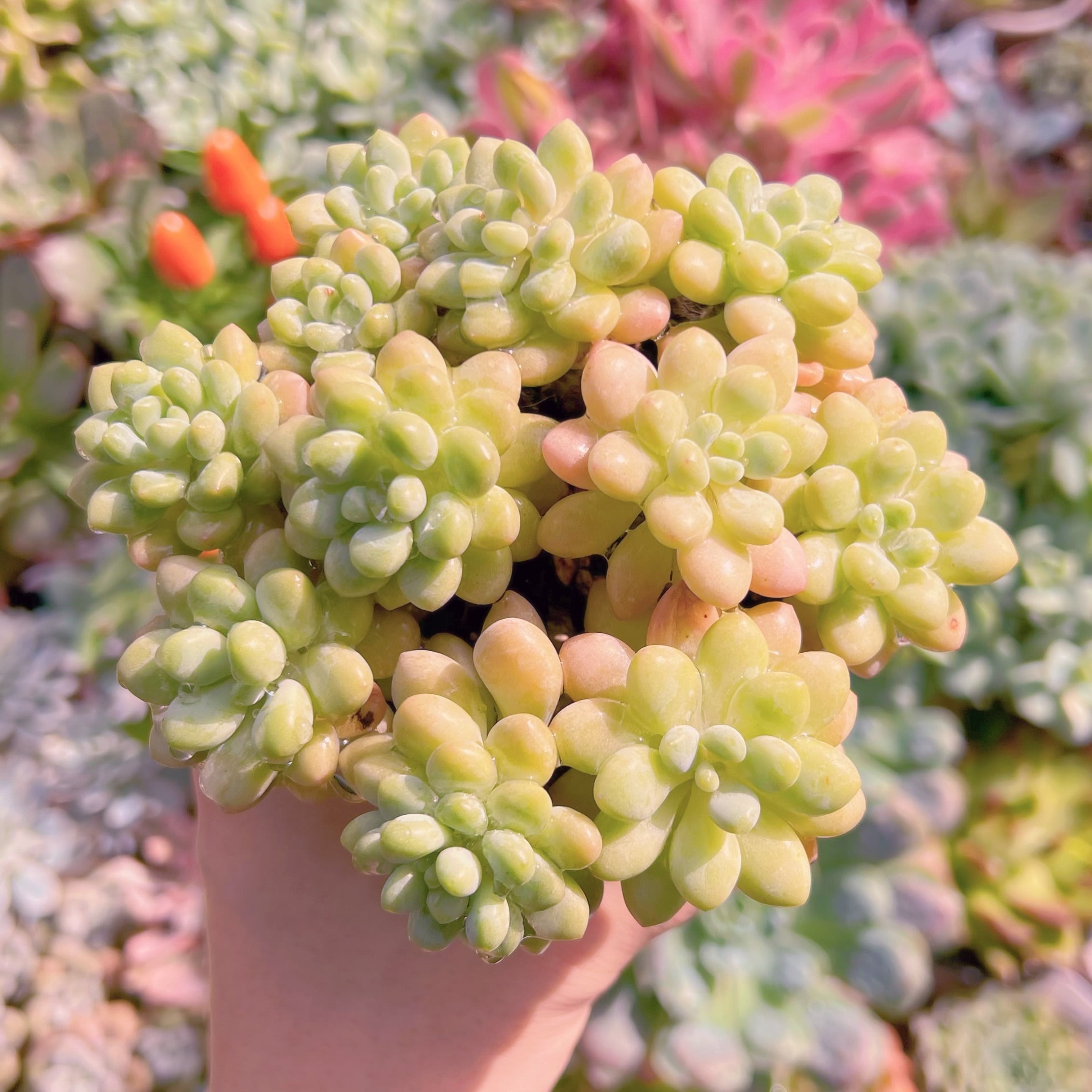 現物　ストロベリーミルク#656   るる農園