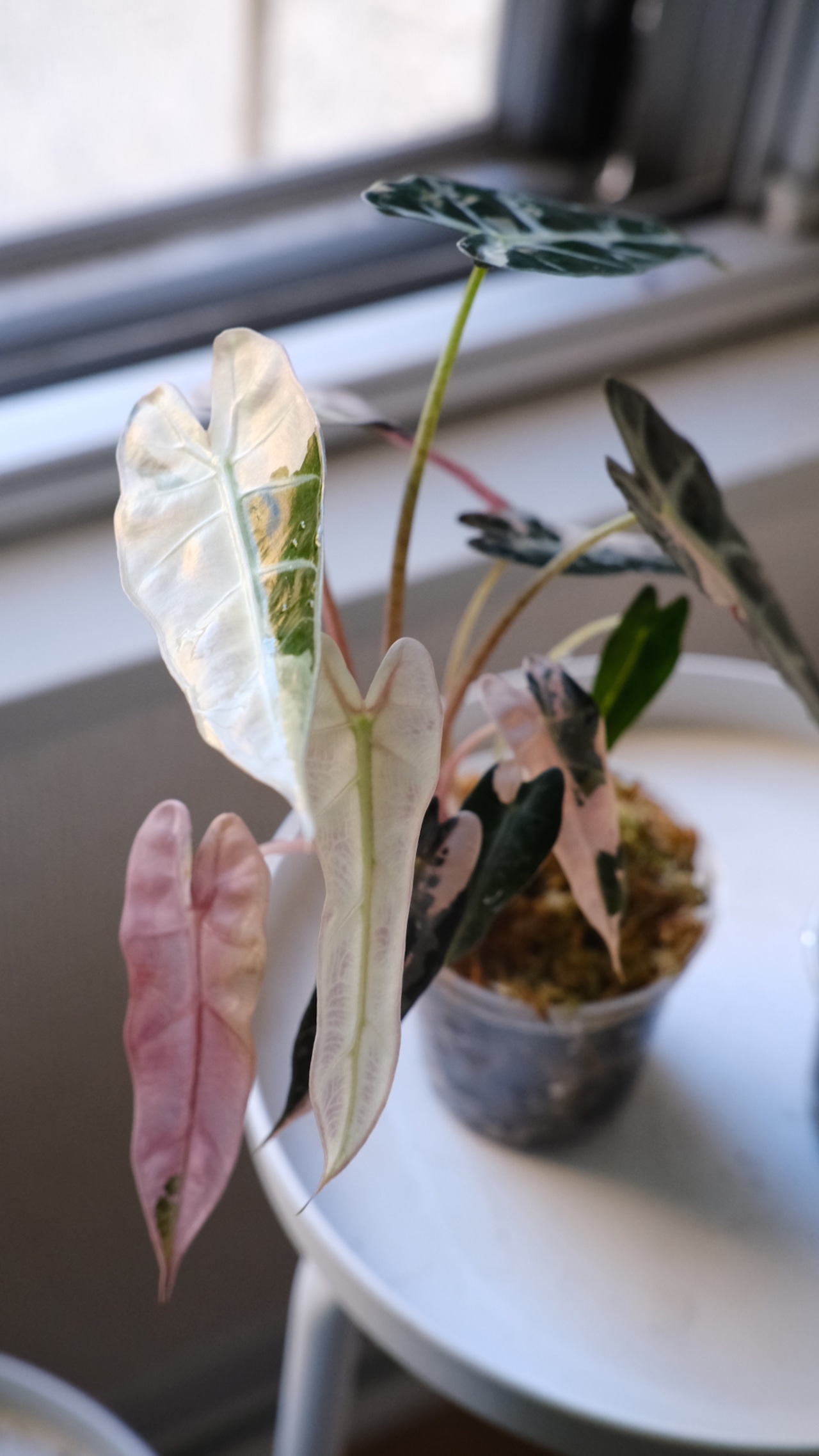 【厳選株】アロカシア バンビーノ ピンク/ Alocasia bambino Pink│観葉植物