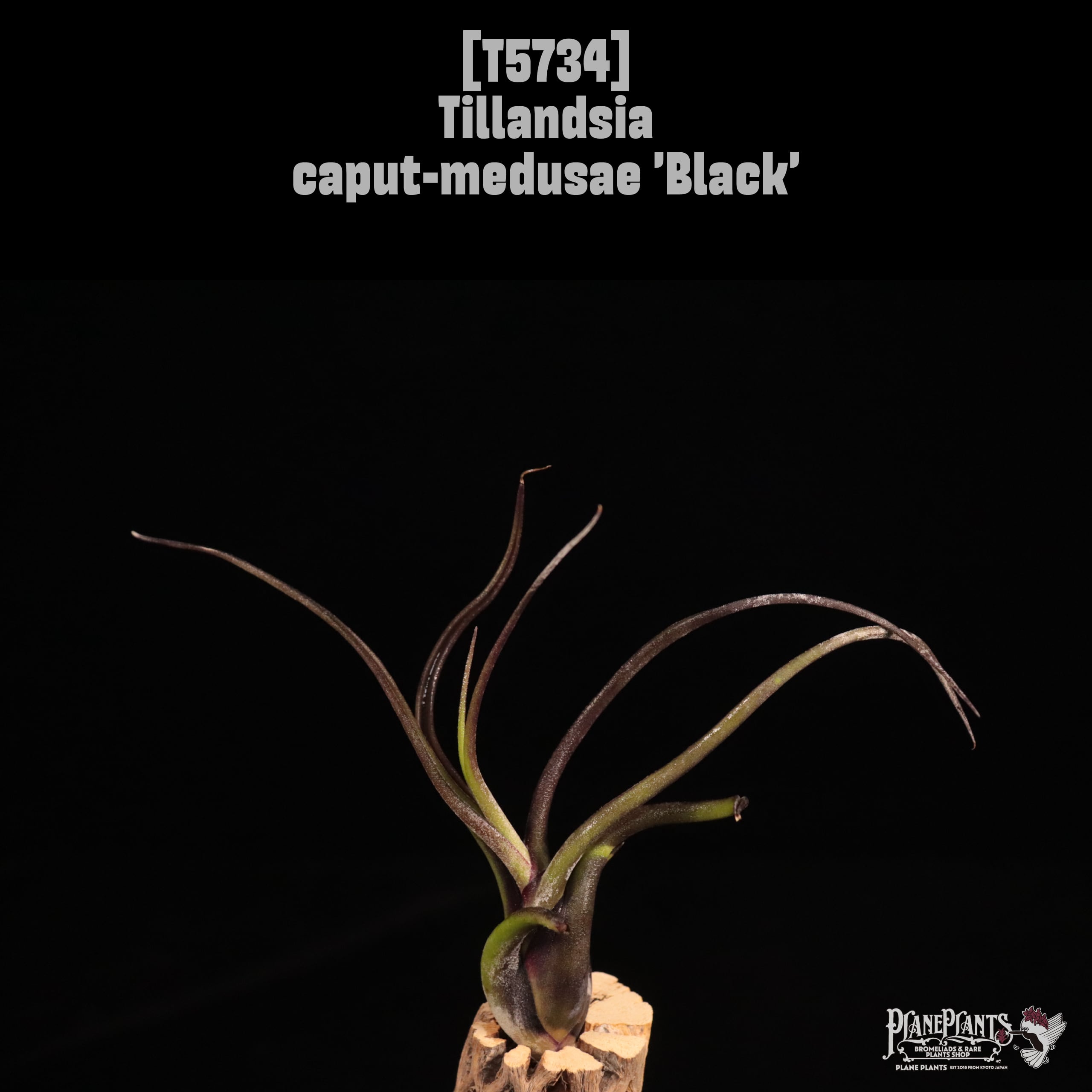 Tillandsia caput-medusae 'Black'〔ティランジア〕T5734