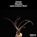 Tillandsia caput-medusae 'Black'〔ティランジア〕T5734