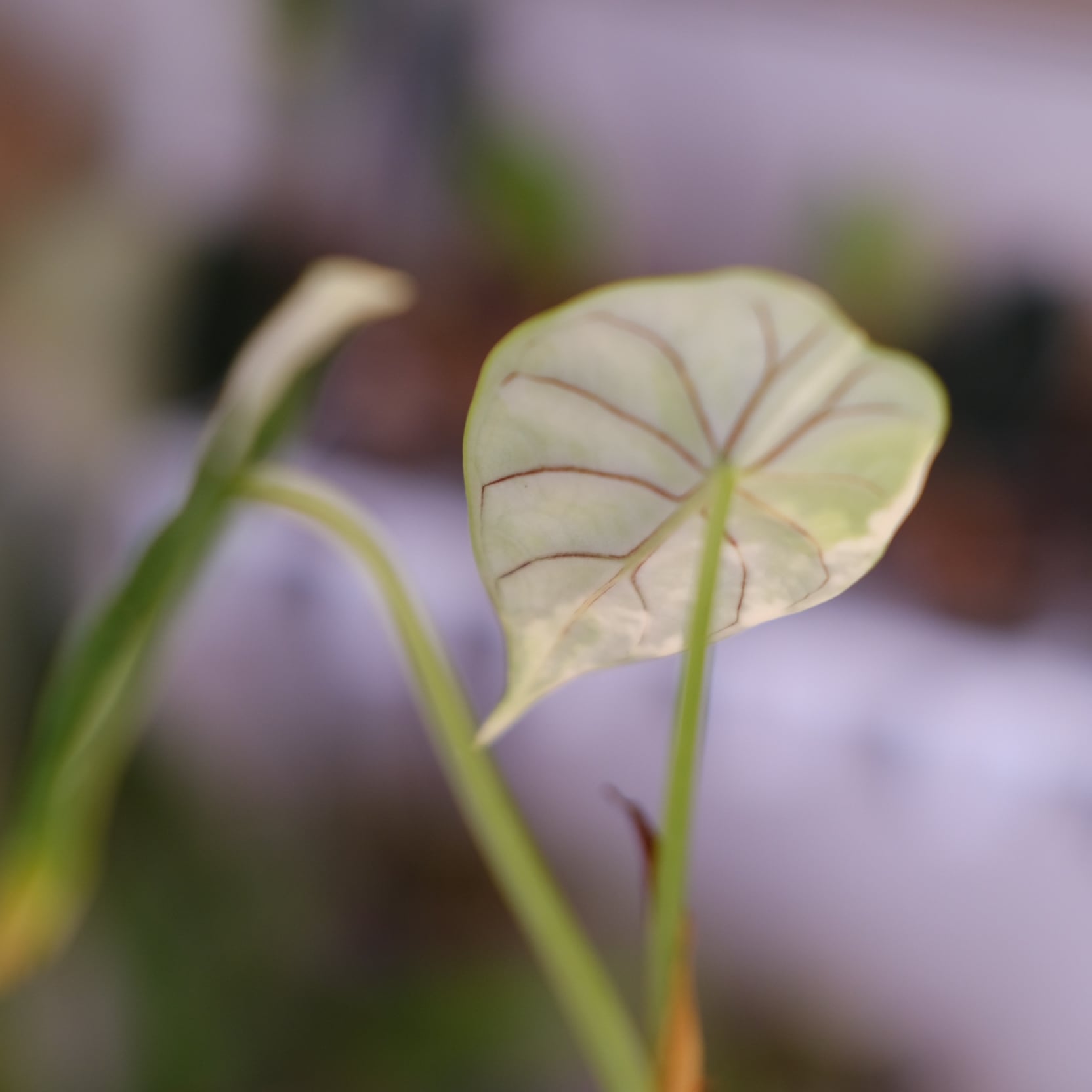 Alocasia dragon scale varigated⑦│アロカシア ドラゴンスケール 斑