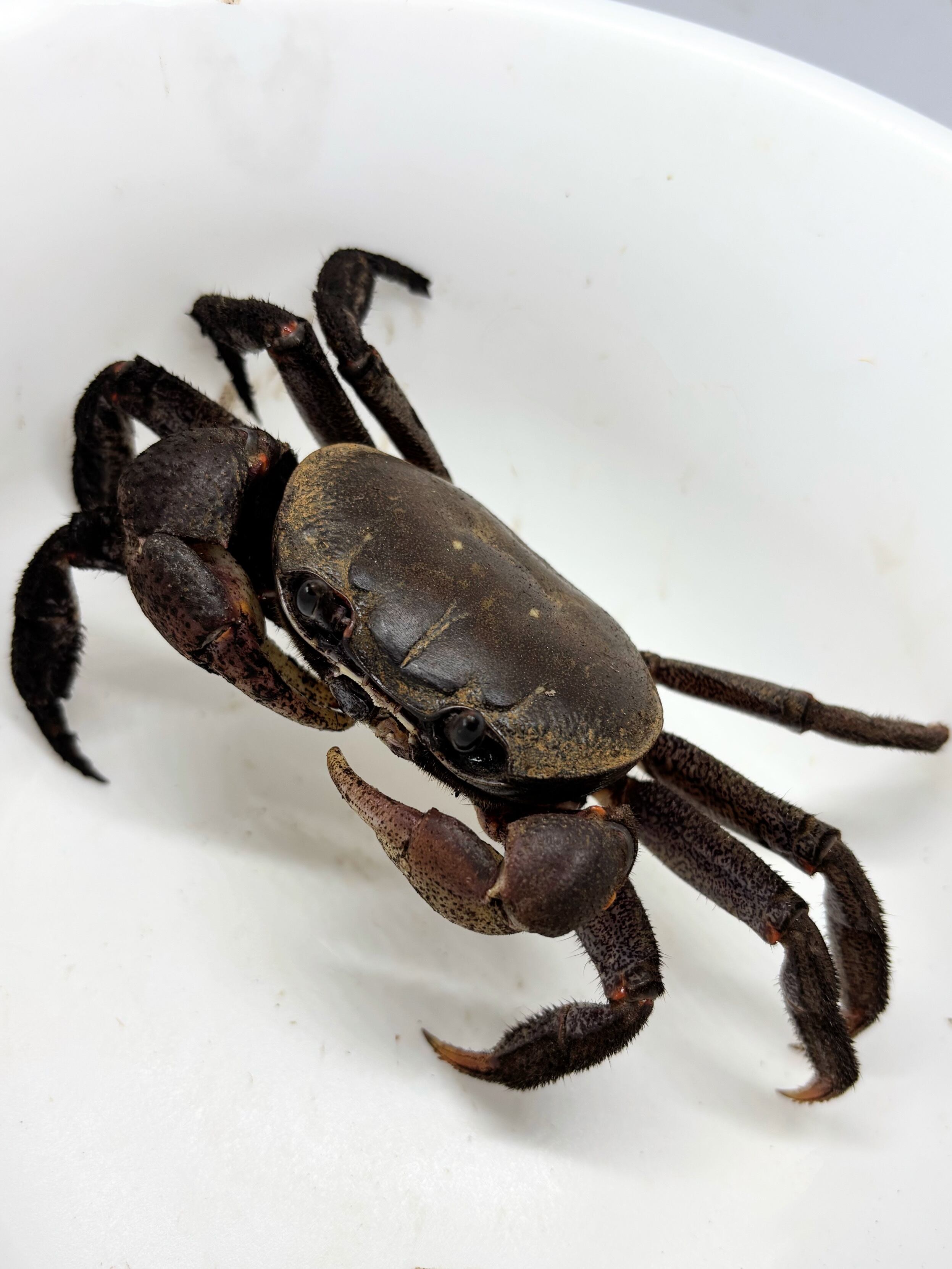 ヘリトリオカガニ 北大東島産♂① 1匹 | まるころ商店〜まるくて