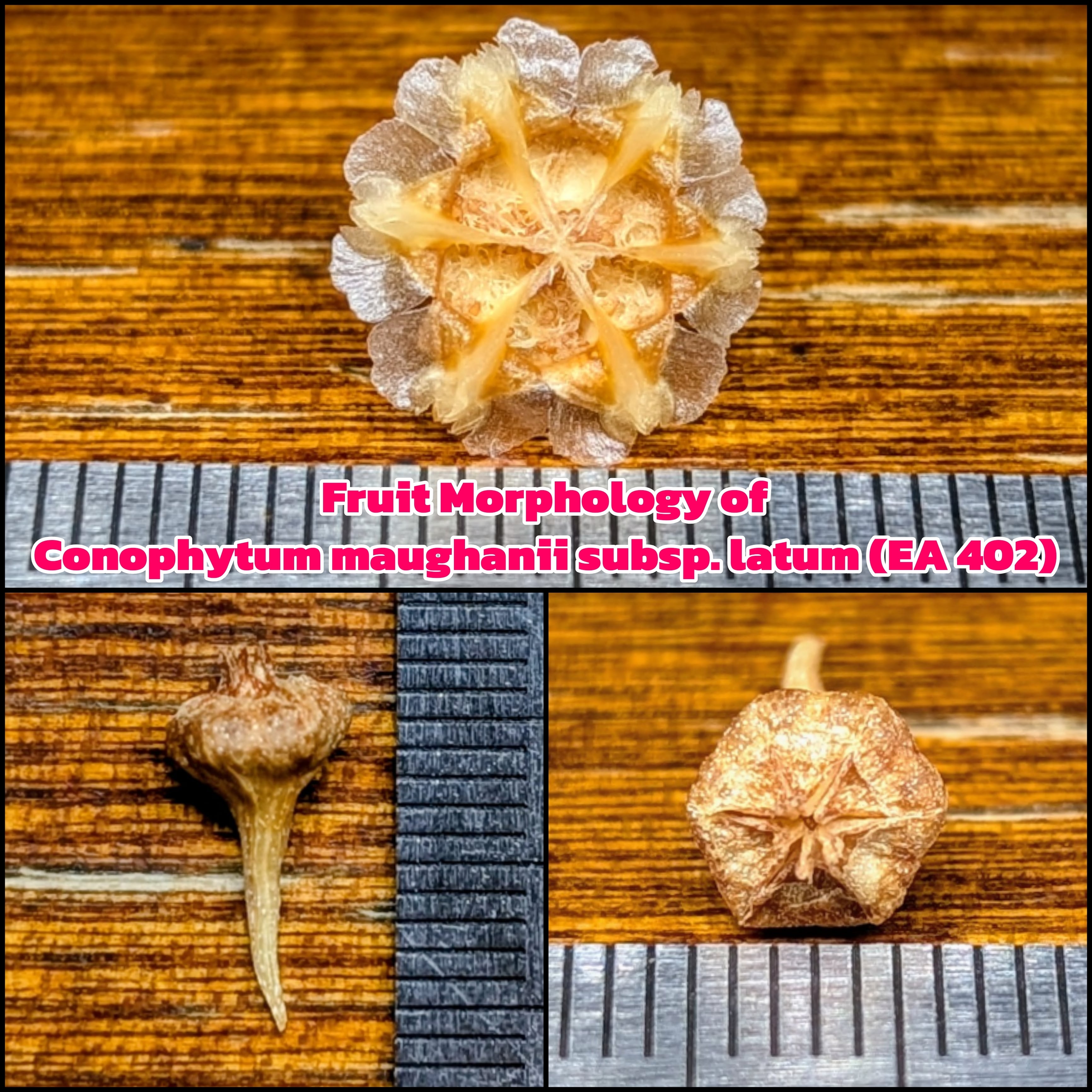 種子(大容量お得パック)/100粒】Conophytum maughanii subsp. latum