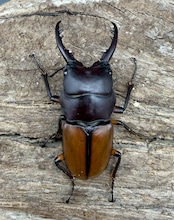 【WD】《ブルイジンノコギリ ペレン島産 38.5mm ペア》