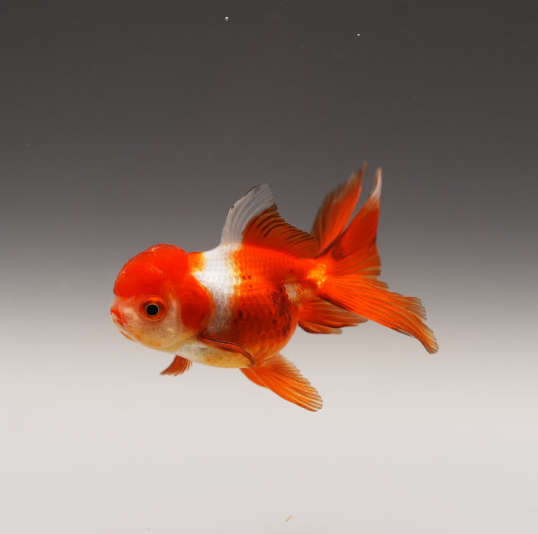 オランダ獅子頭 オランダ獅子頭 | 極光金魚展