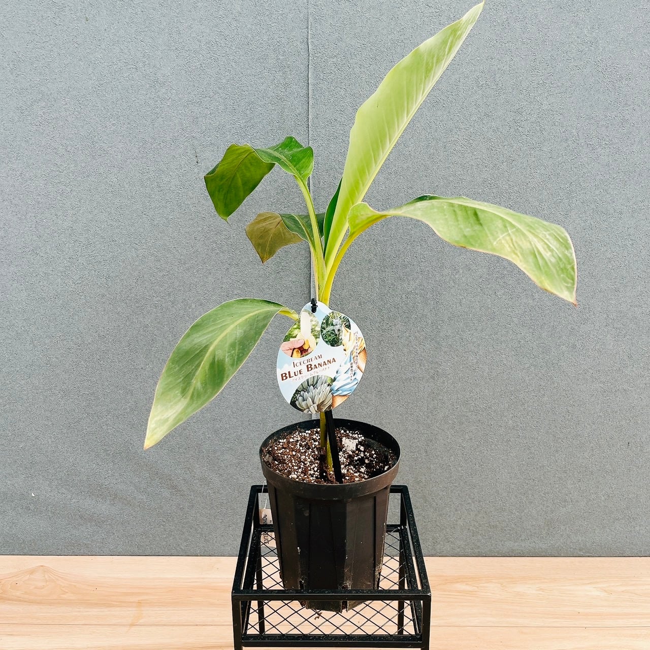 現品］R フィカス リラータ バンビーノ 曲がり 6号 観葉植物 室内