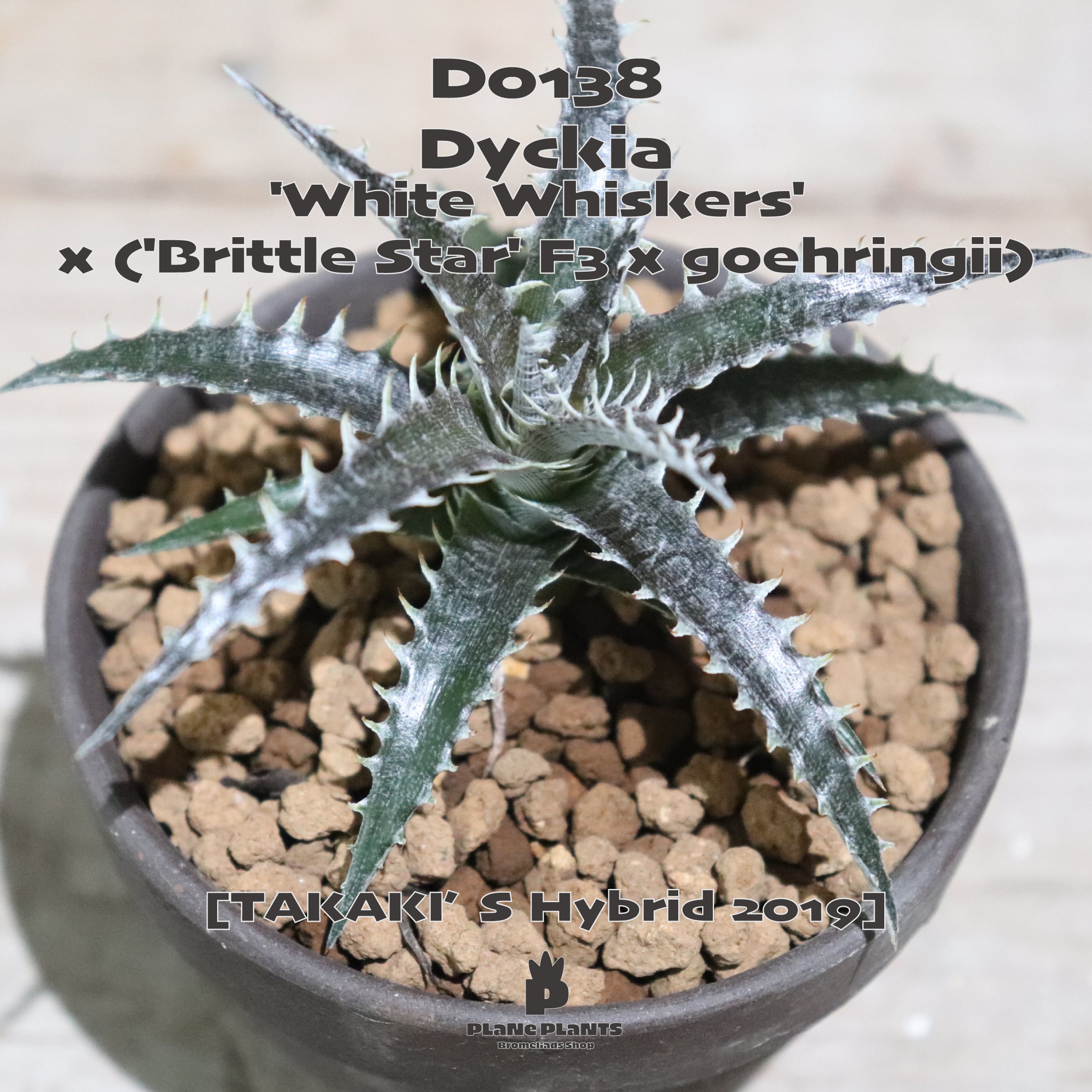 ディッキア Dyckia 'Brittle Star' F3 D033 【公式通販】