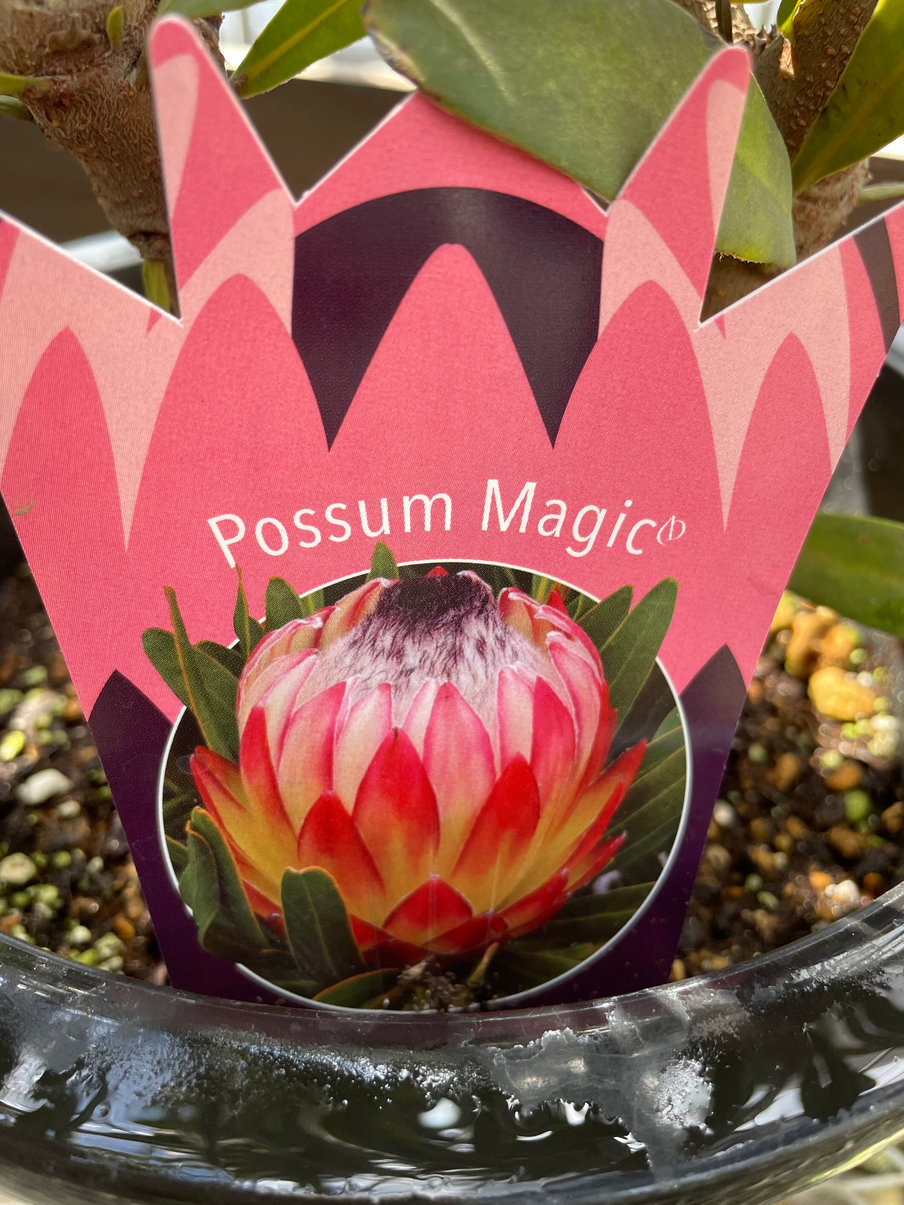 プロテア ポッサムマジック ② 【公式通販】