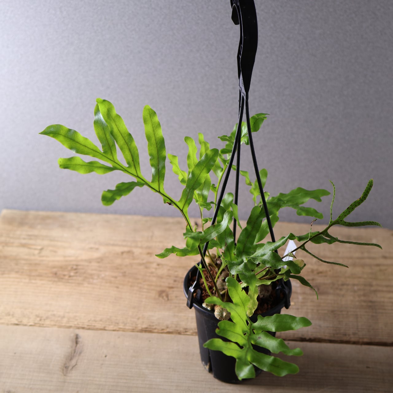 394 塊茎の中に小さな森『レカノプテリス クルスタセア』観葉植物