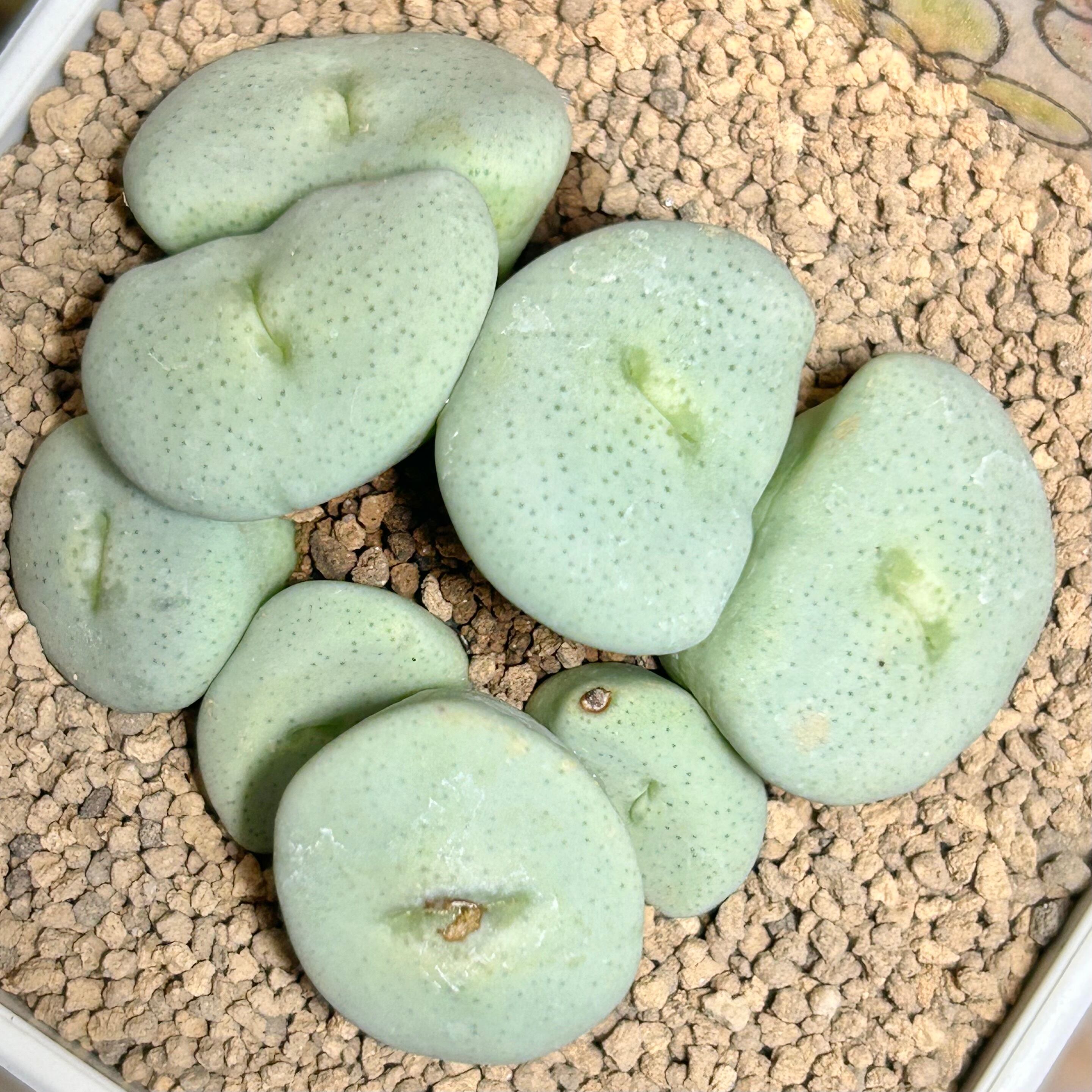 コノフィツム | RuPo 多肉植物専門店