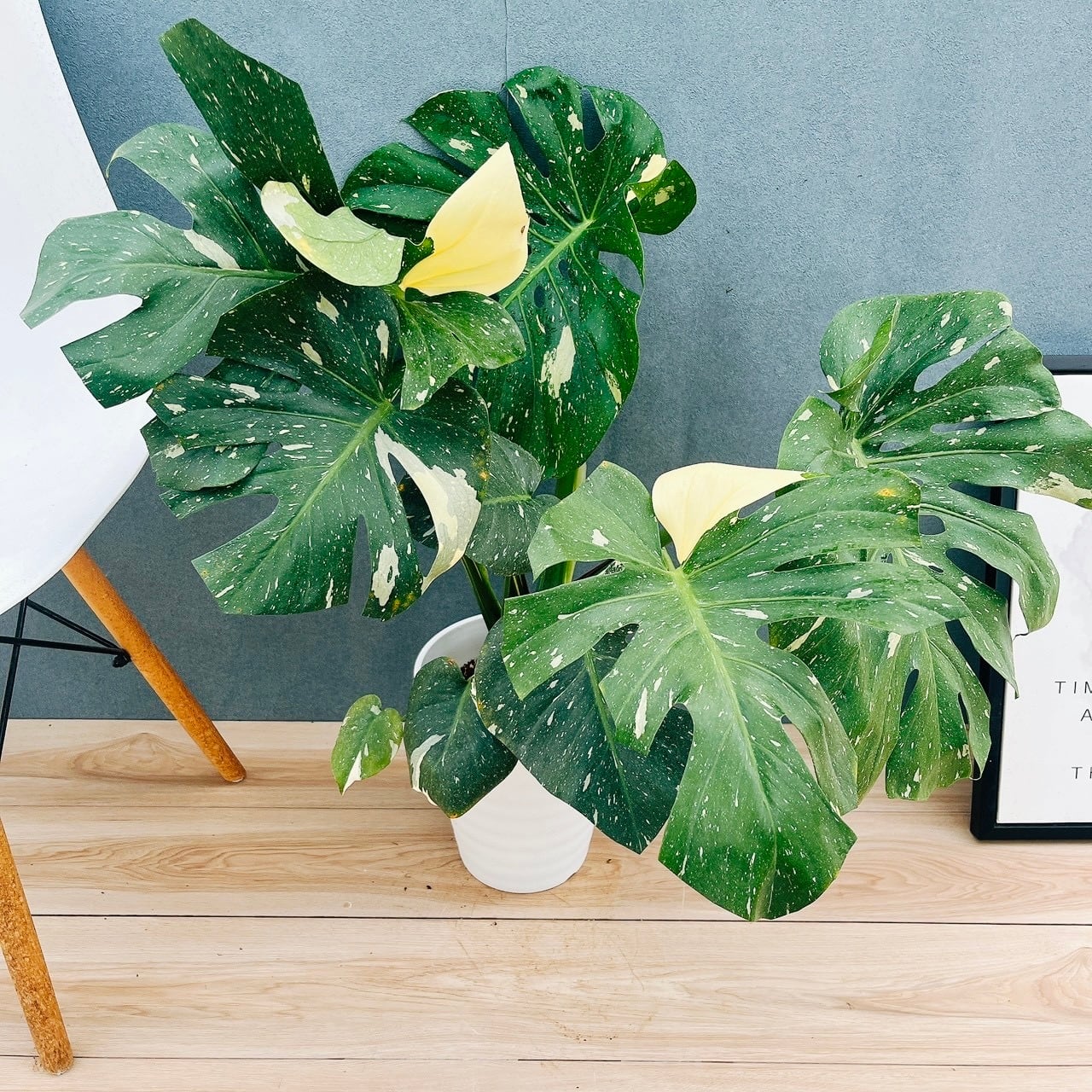 現品］20番 フィカス エラスティカ ソフィア 7号 観葉植物 室内 人気