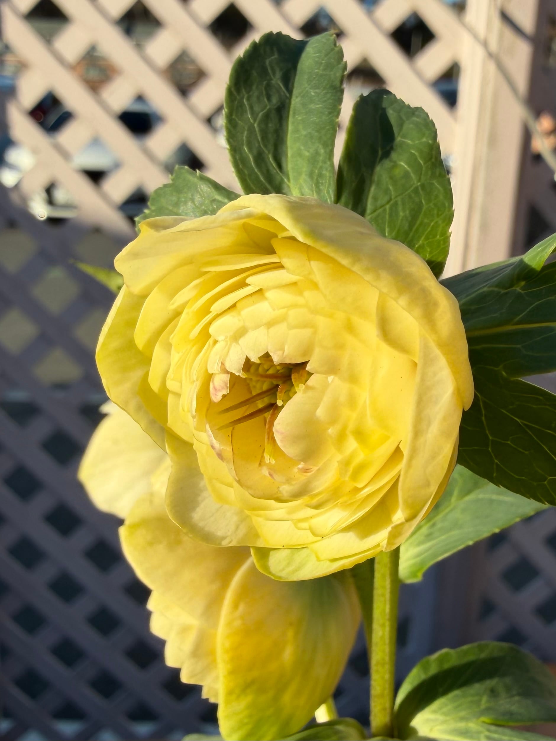 ホワイトアフロディーテ 加藤農園 クリスマスローズ【Ka91】送料無料