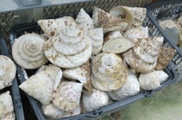 高瀬貝（タカセ貝）の貝殻「約450g～550gが3個セット」（正規品