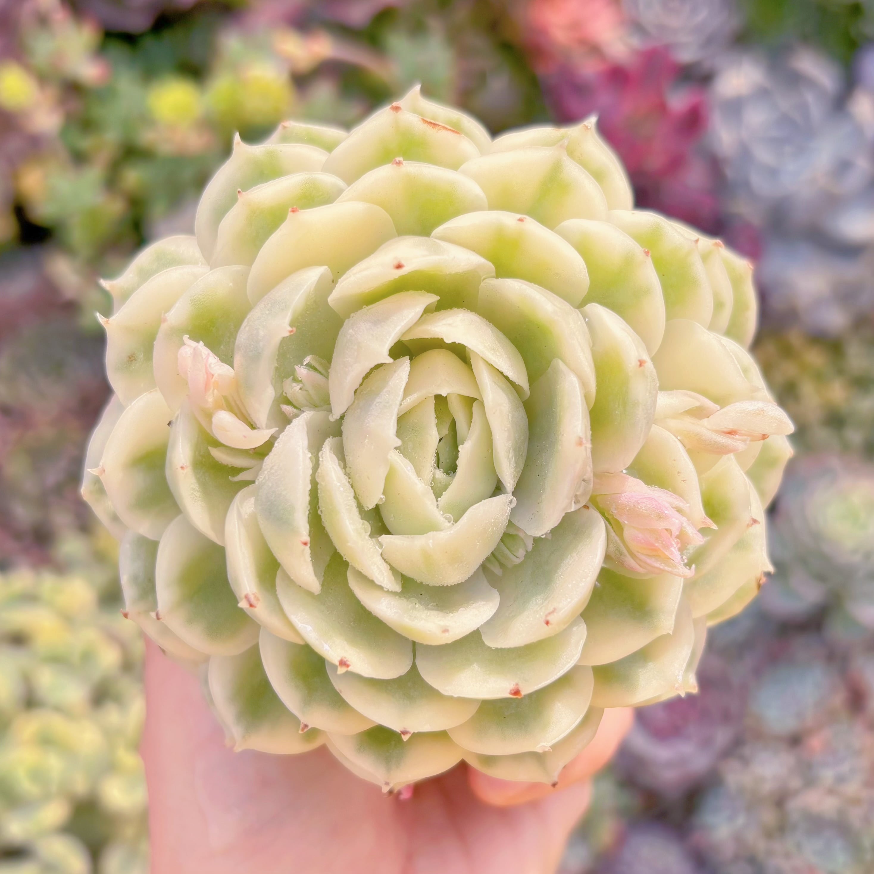 現品　オンスロー錦#686　極上株　るる農園