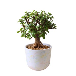 ポーチュラカリア アフラ（30cm）