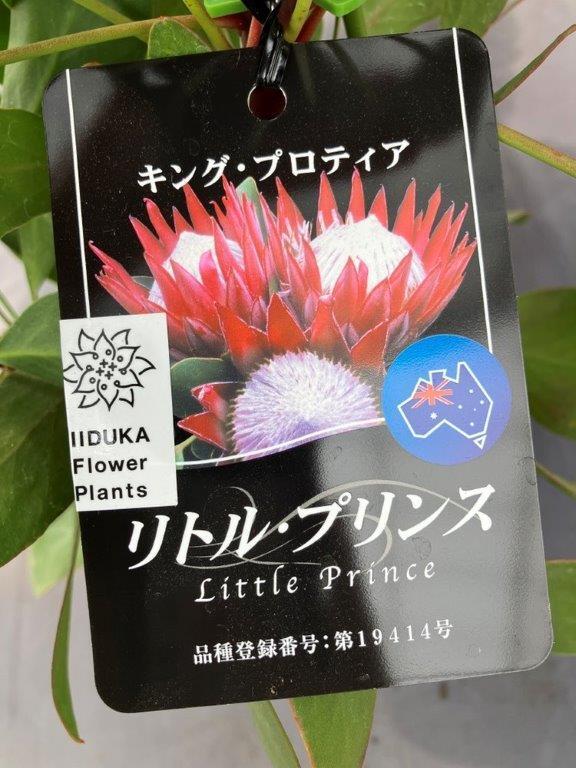 観葉植物 | 日本ライン花木センター