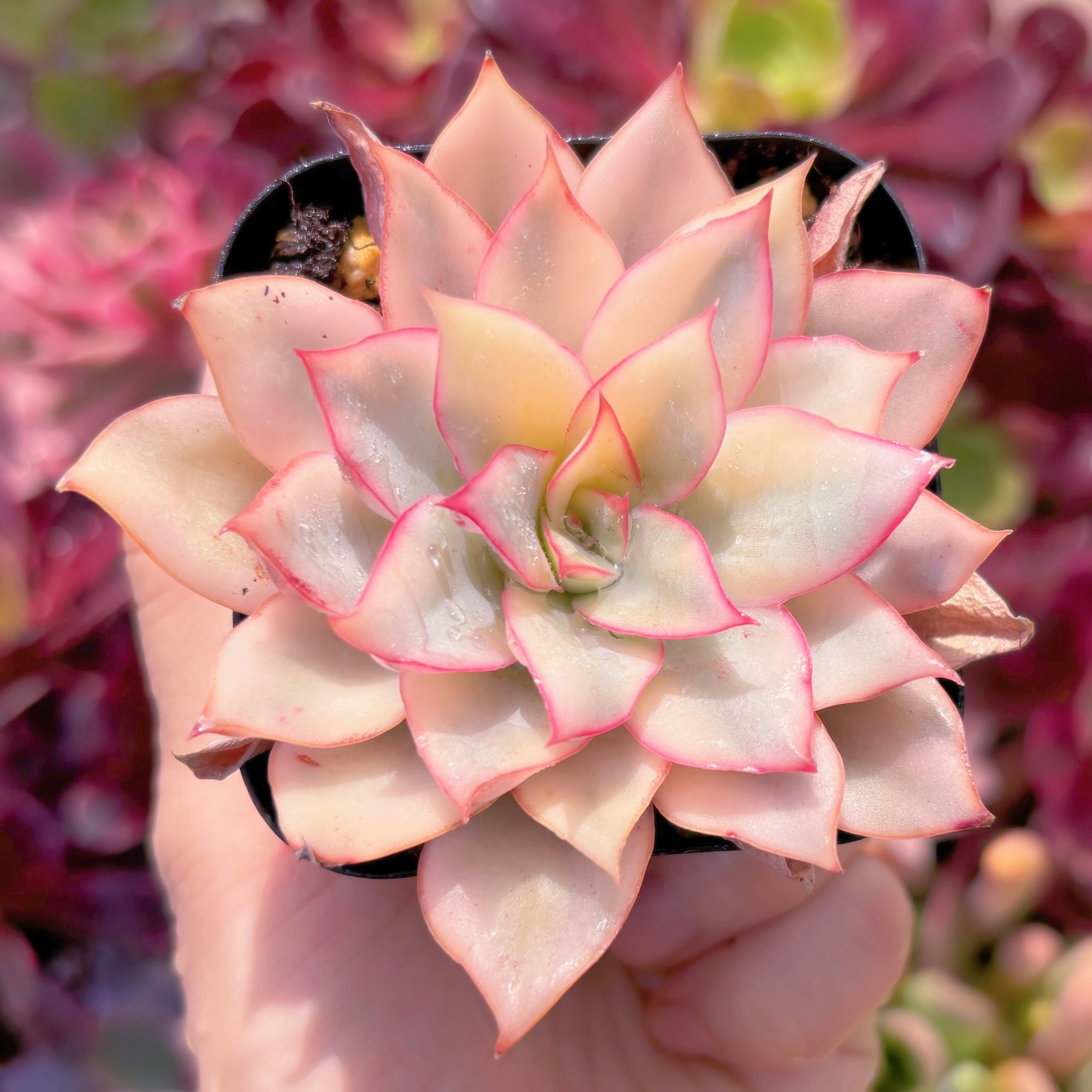 現品　月光女神錦#522　るる農園