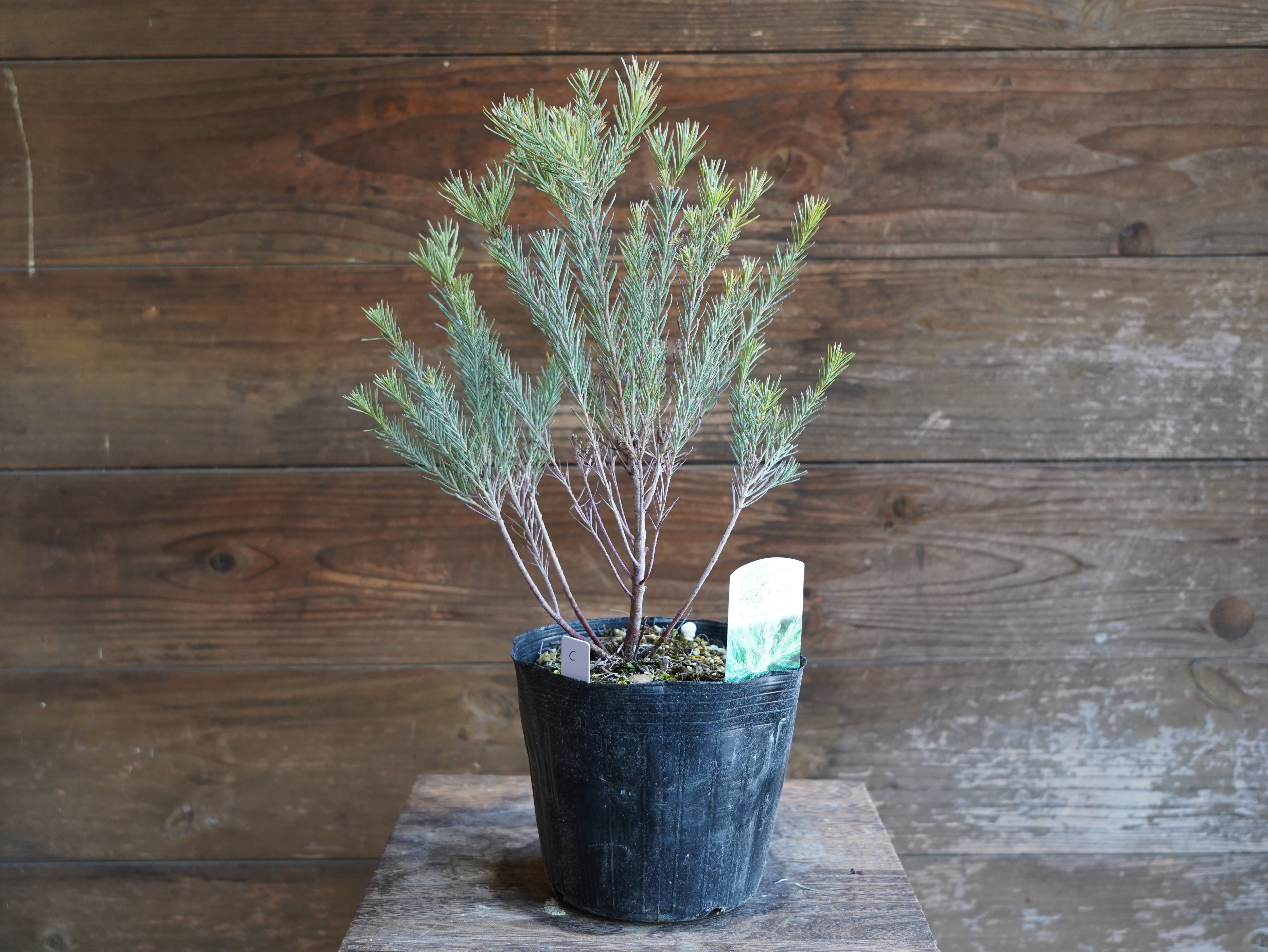 【現物】ユーカリ　”フォーマニー”　C