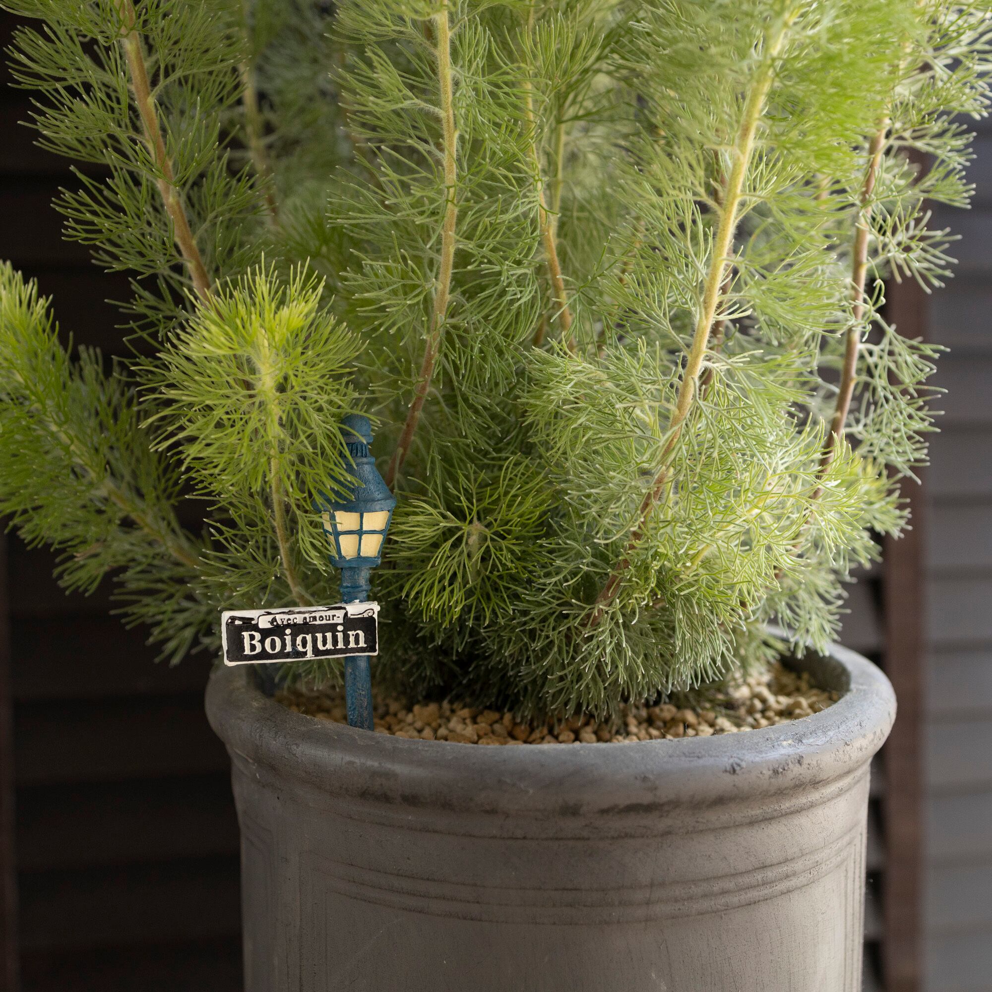 RHSポット アデナンサス ウーリーブッシュ オージープランツ シルバー