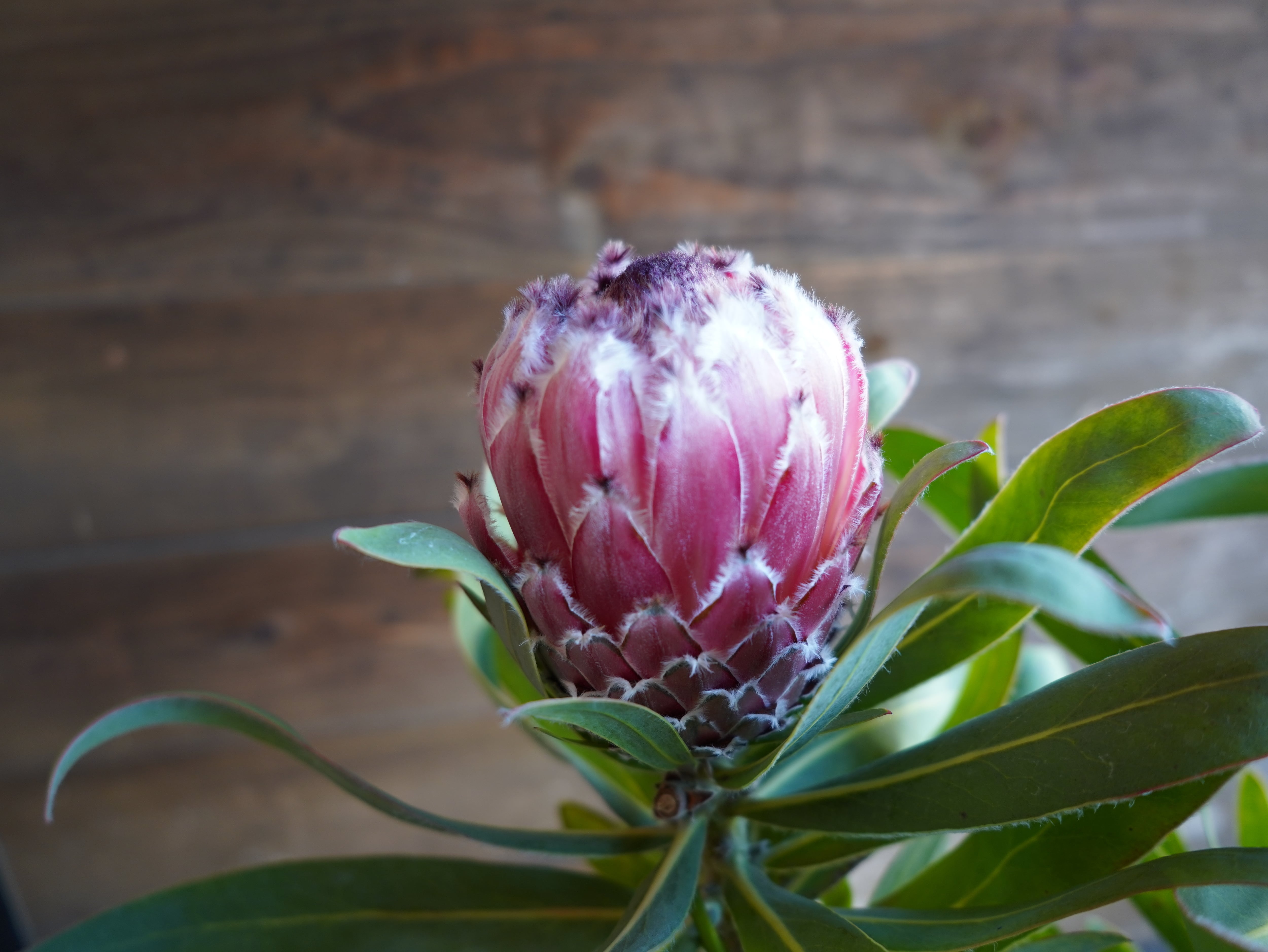 【現物】プロテア　”メイデイ”　