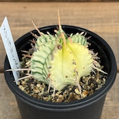 ユーフォルビア メロフォルミス錦【108】