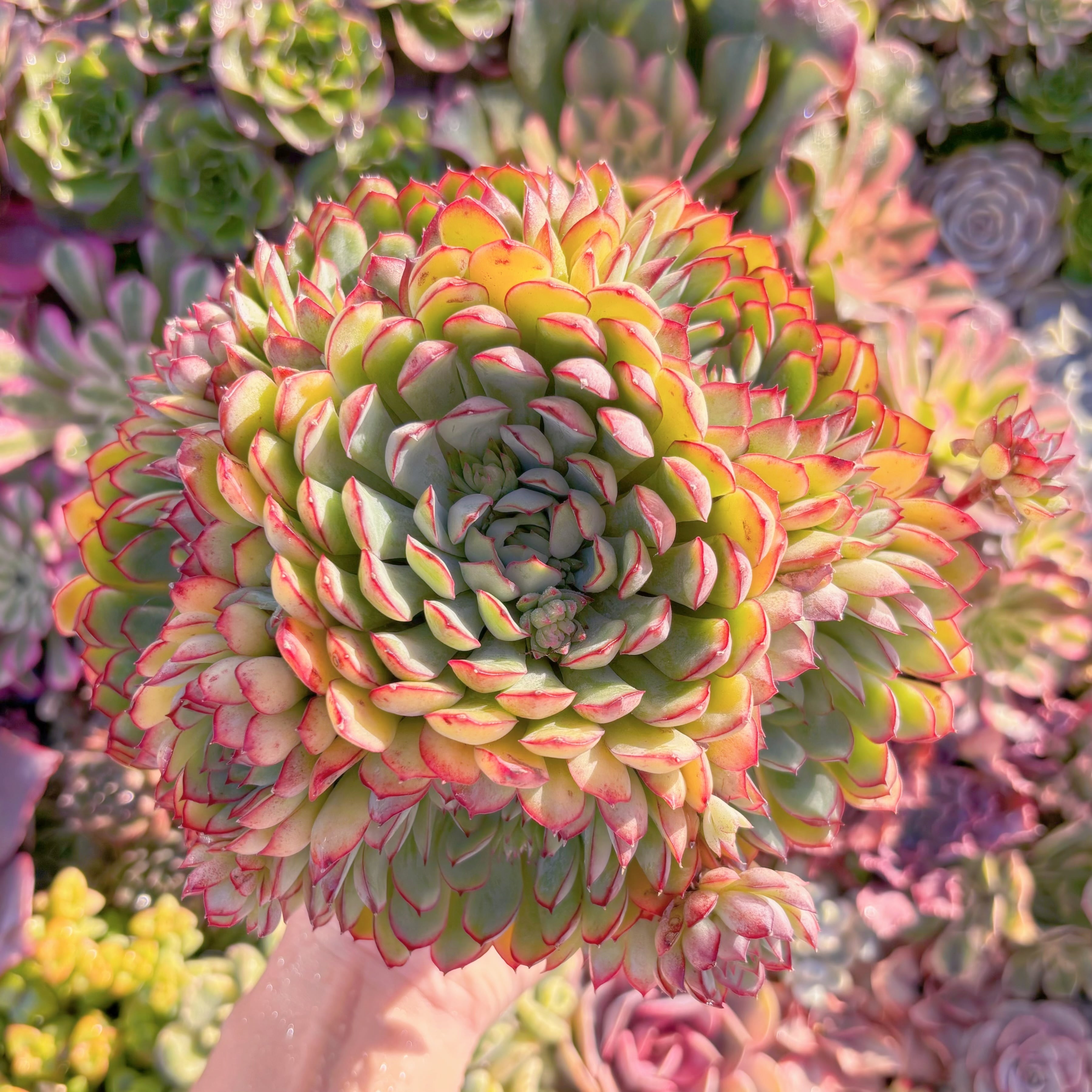 現品　さくらんぼ#M054　新入荷　るる農園