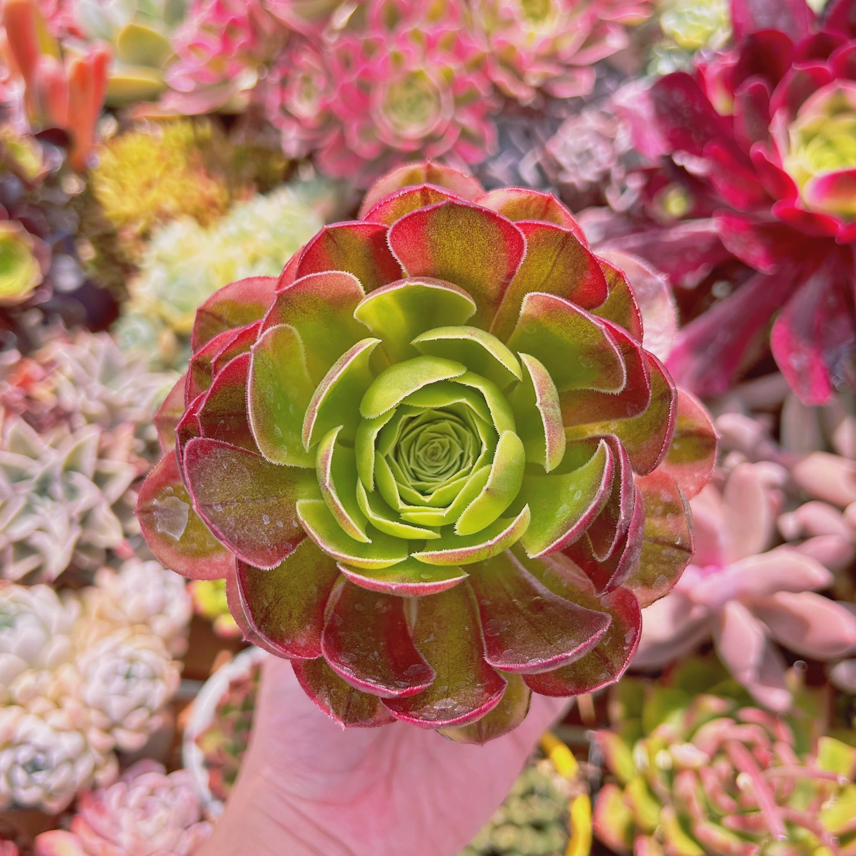 #643現物　多肉植物　ゴールドハロウィン　抜き苗