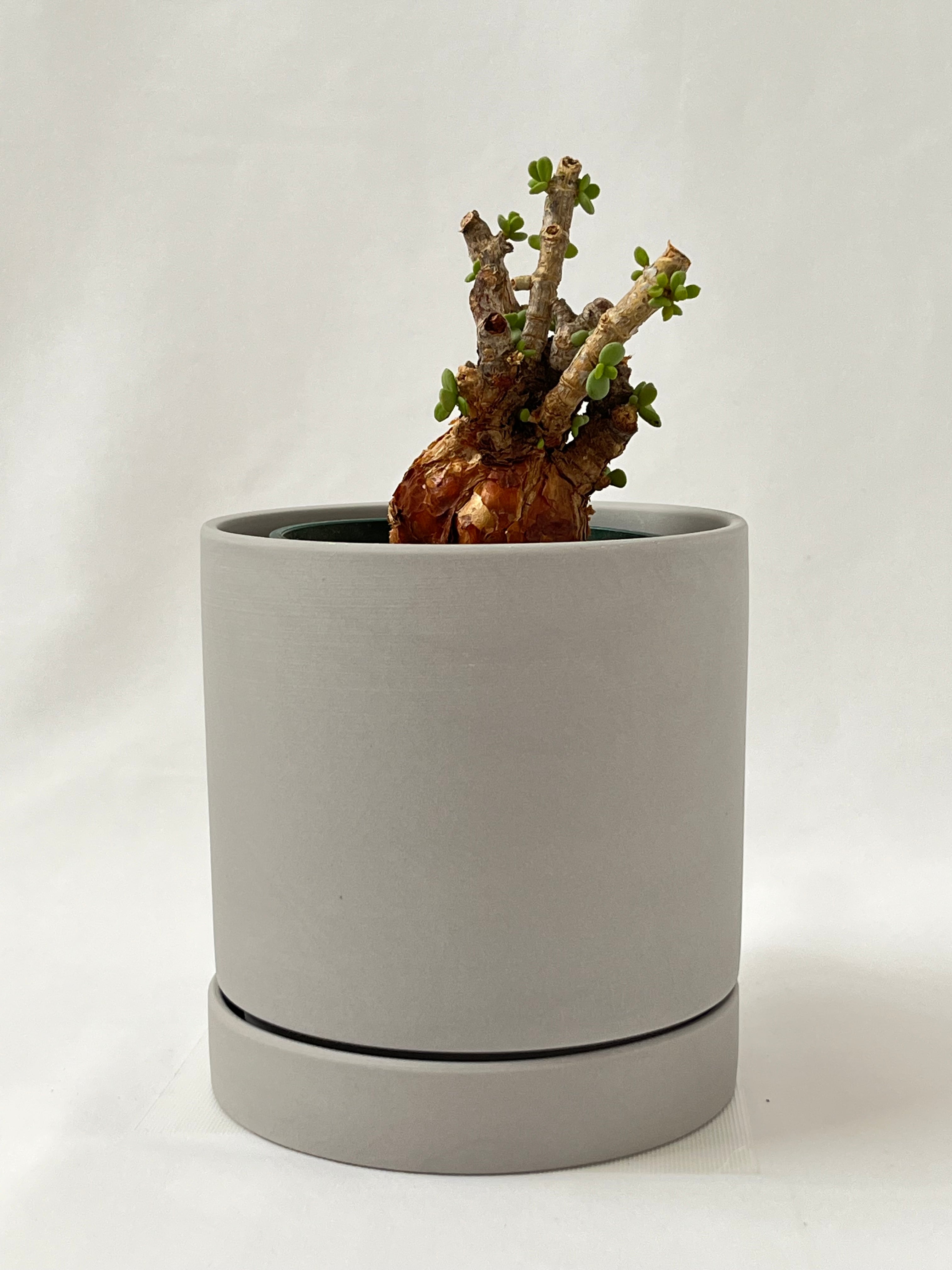 ケラリア・ピグマエア（現地株、発根管理中）#016 【公式通販】