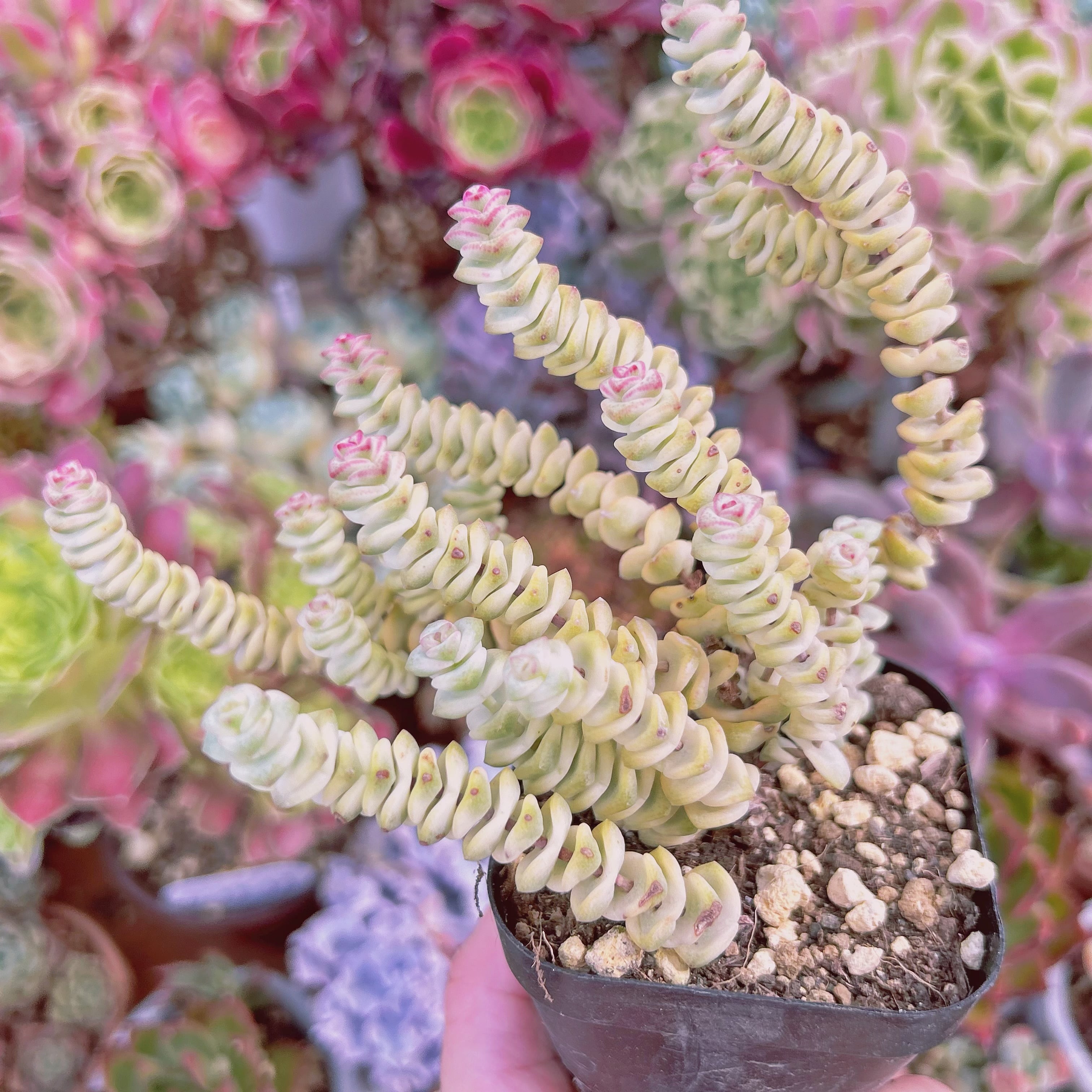 多肉植物^o^ ファンタジー 【公式通販】
