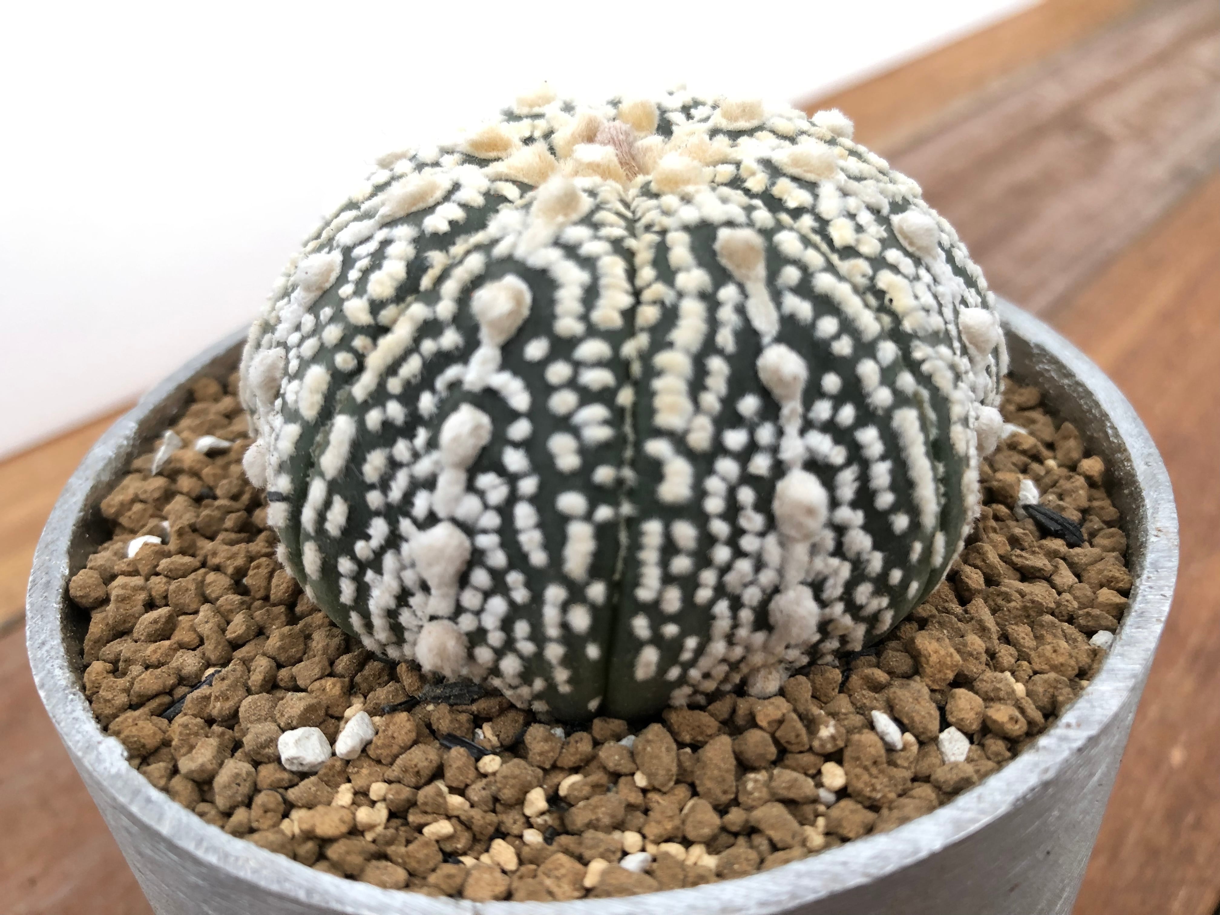 Astrophytum asterias 兜丸 サボテン スーパー兜 ラウンドポット