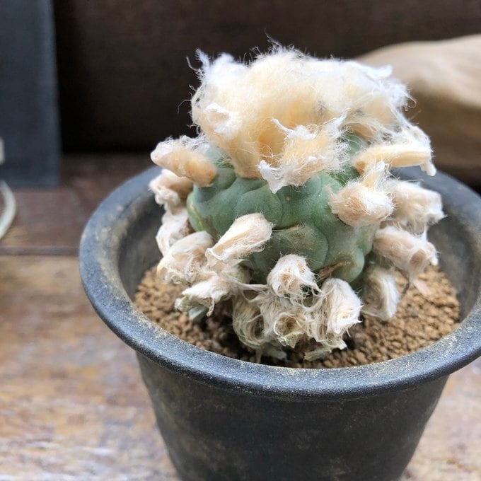 鳥羽玉】ロフォフォラ ペヨーテ サボテン 多肉植物 ロホホラ | 植物の