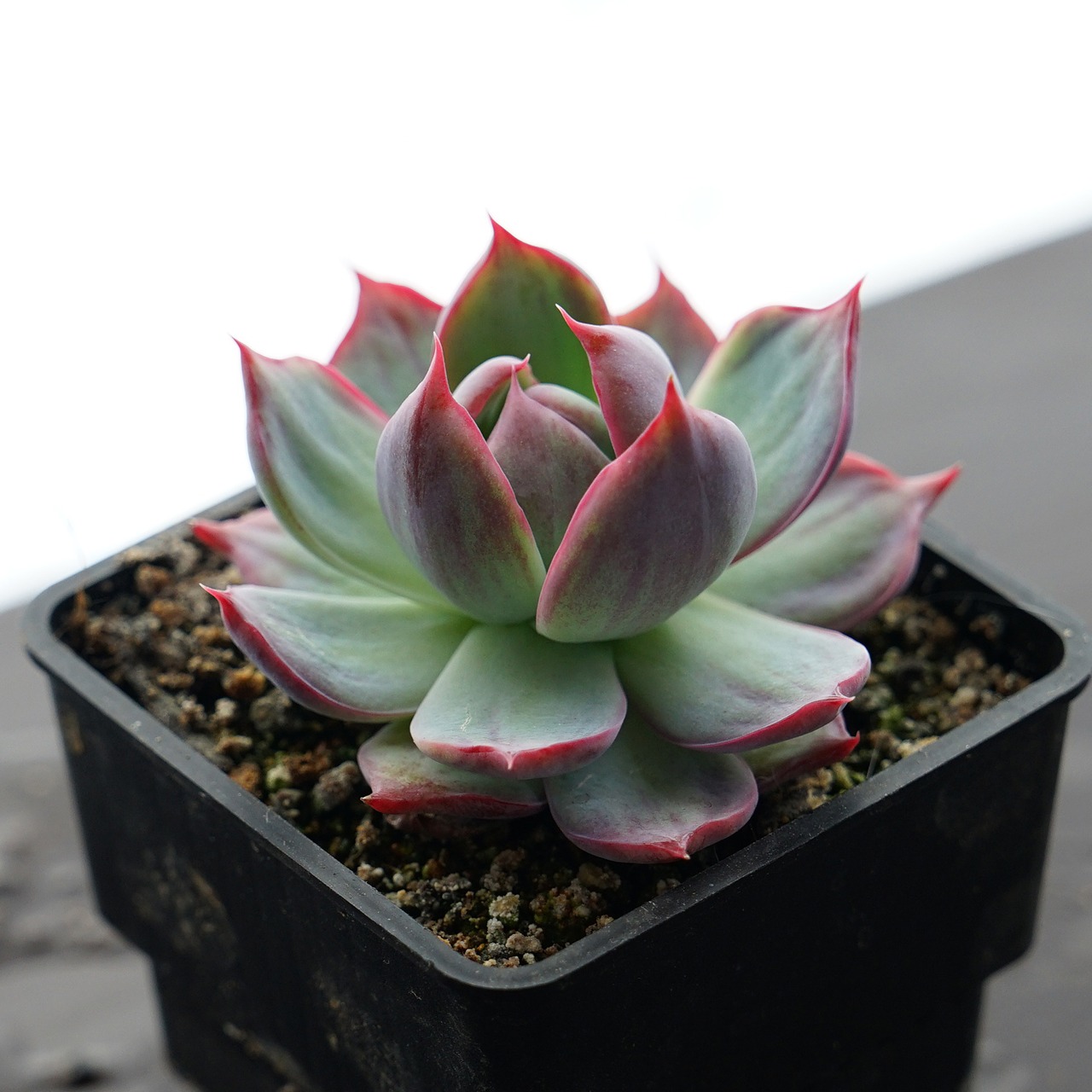 抜き苗 カシオ チビ苗 Echeveria 'Cacio'