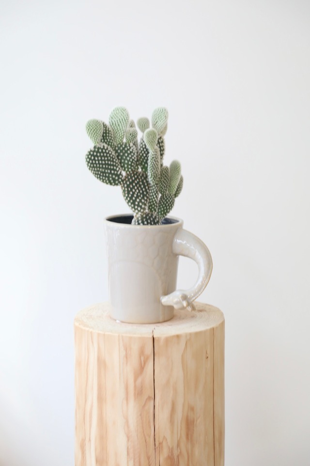 バニーカクタス/Bunny Ears Cactus　※陶器鉢カバー付き