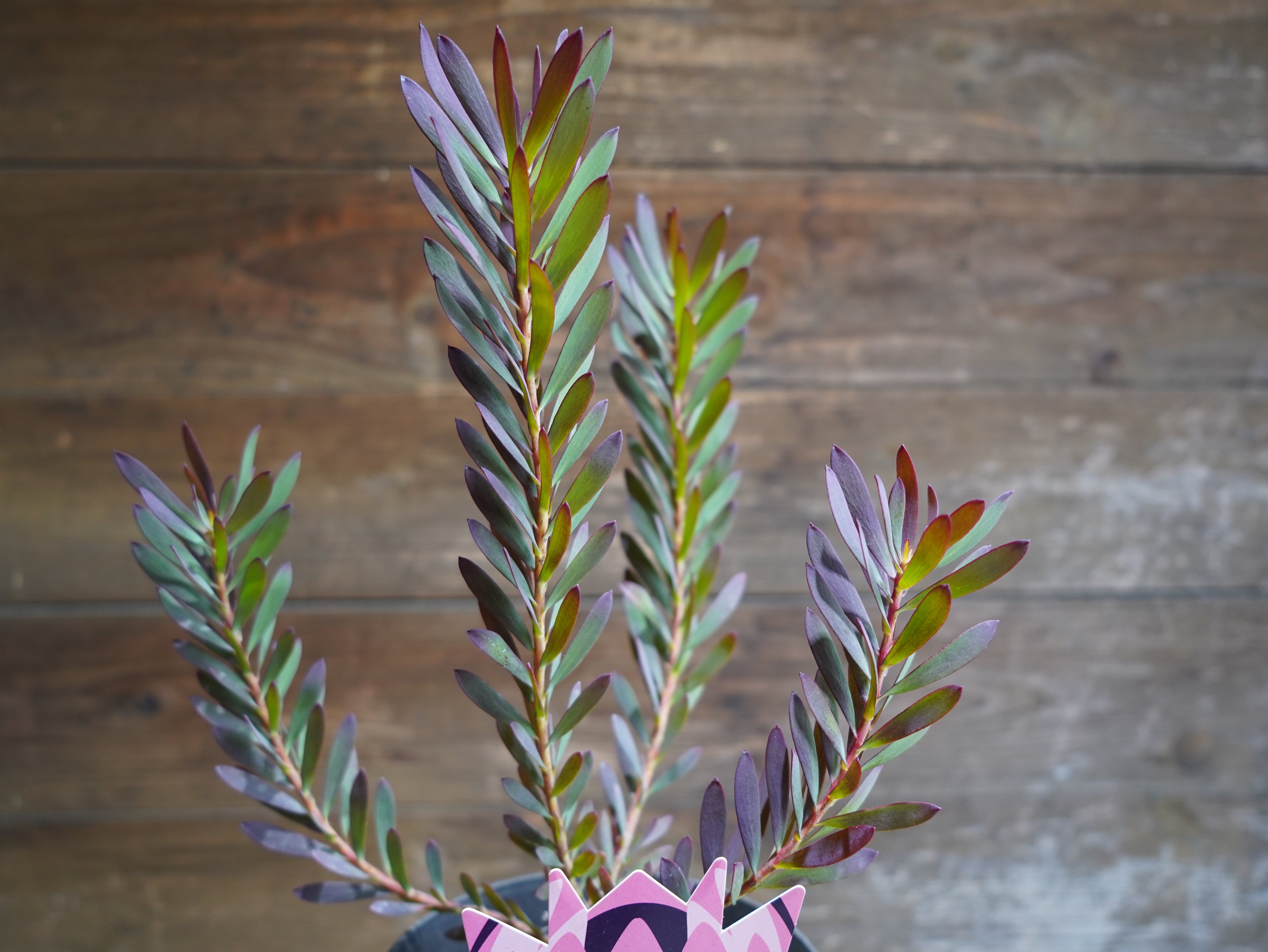 【現物】リューカデンドロン　”Devils Blush”