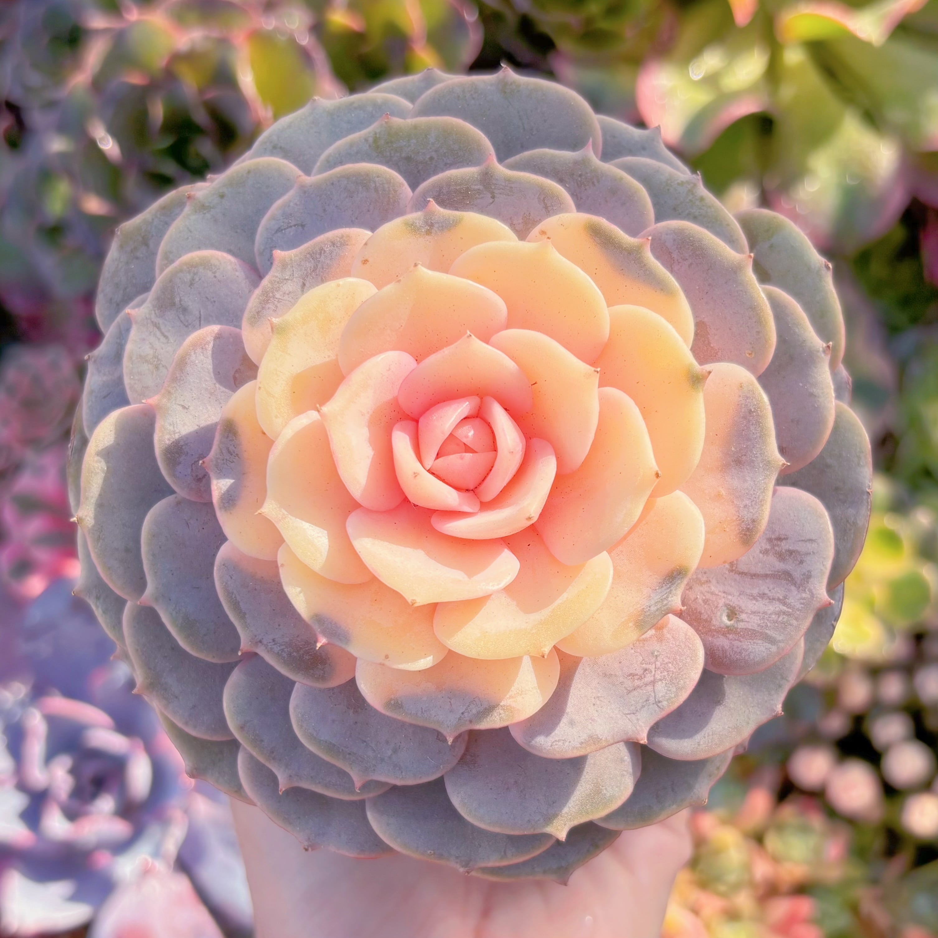 多肉植物　ピンクローラ錦　大苗　新入荷　るる農園