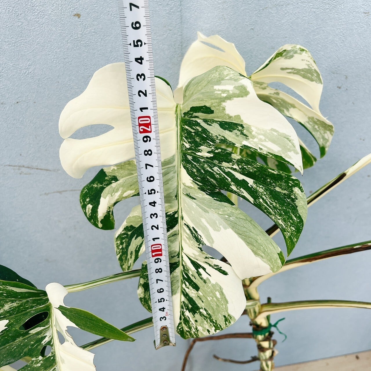 現品］【希少】6番 モンステラ ボルシギアナ 7号 白 斑入り 観葉植物  
