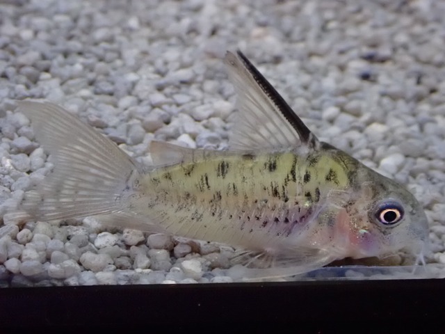 コリドラス　オガワエ